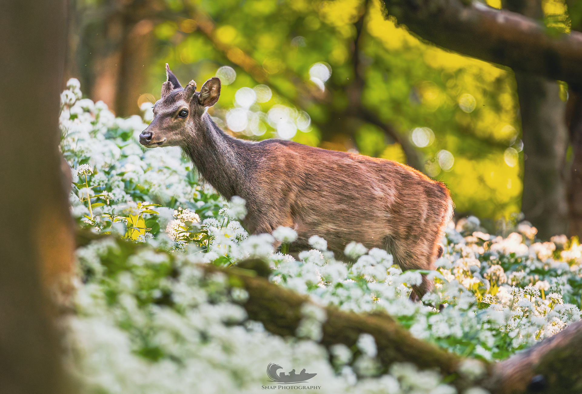 Deer in a wild garlic meadow