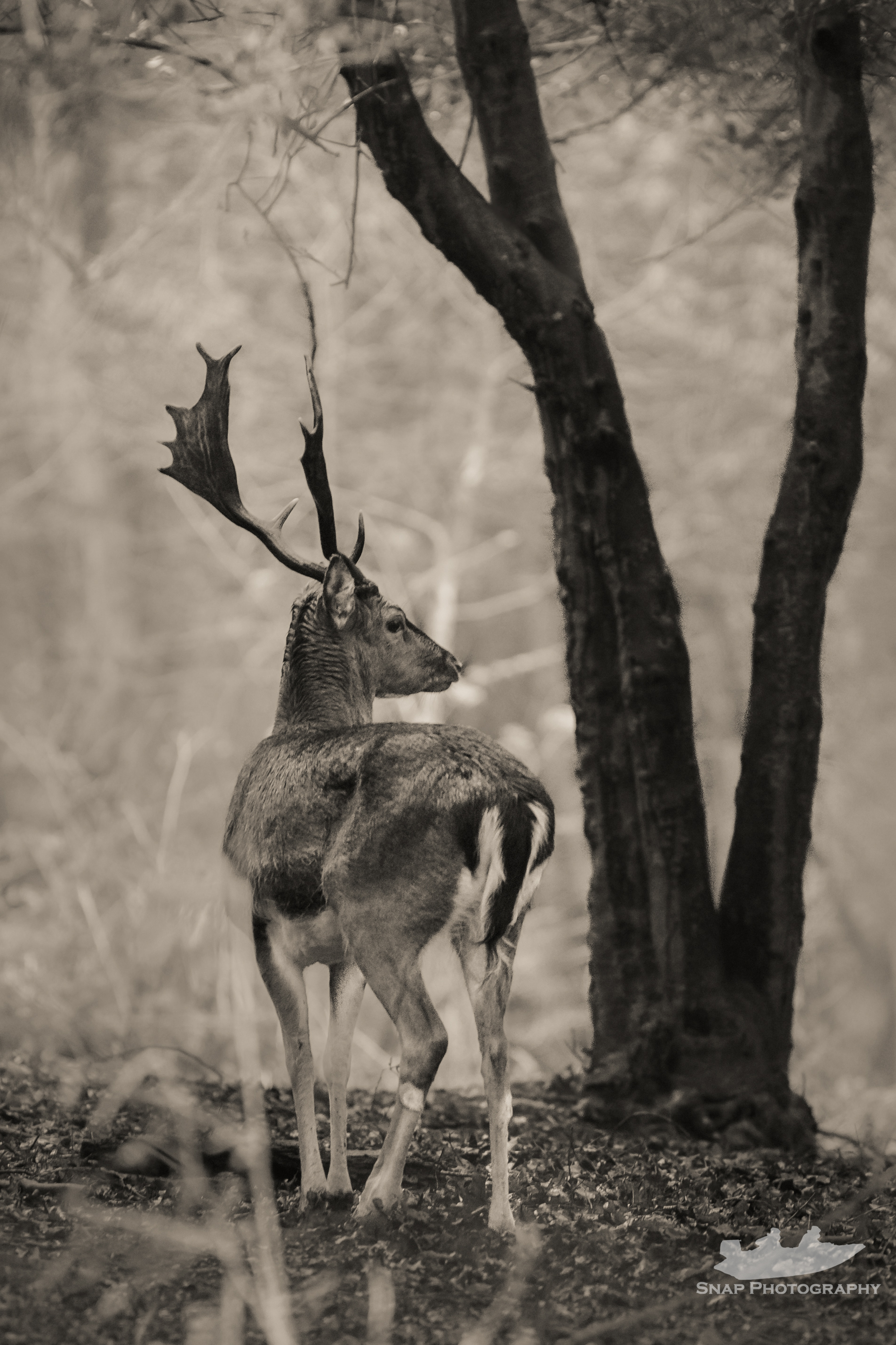 Fallow Deer 