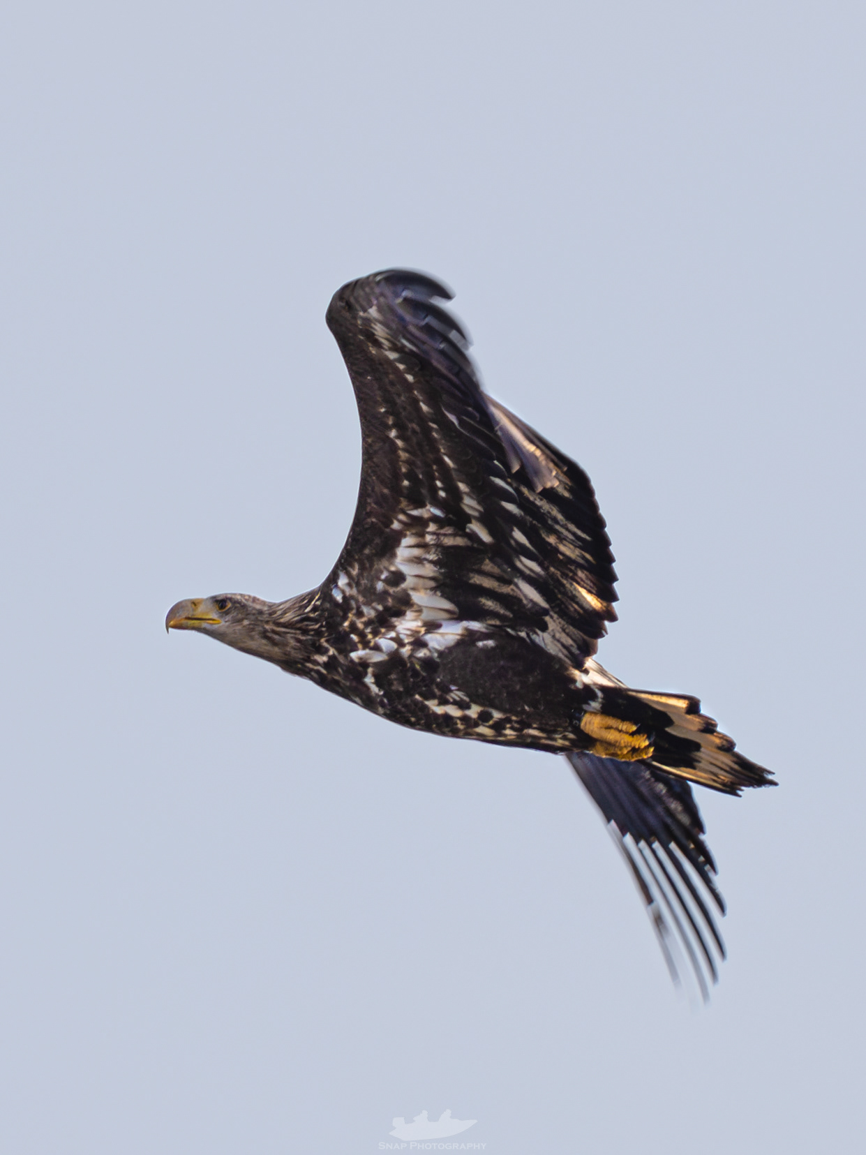 Whitetailed Eagle over Christchurch harbour