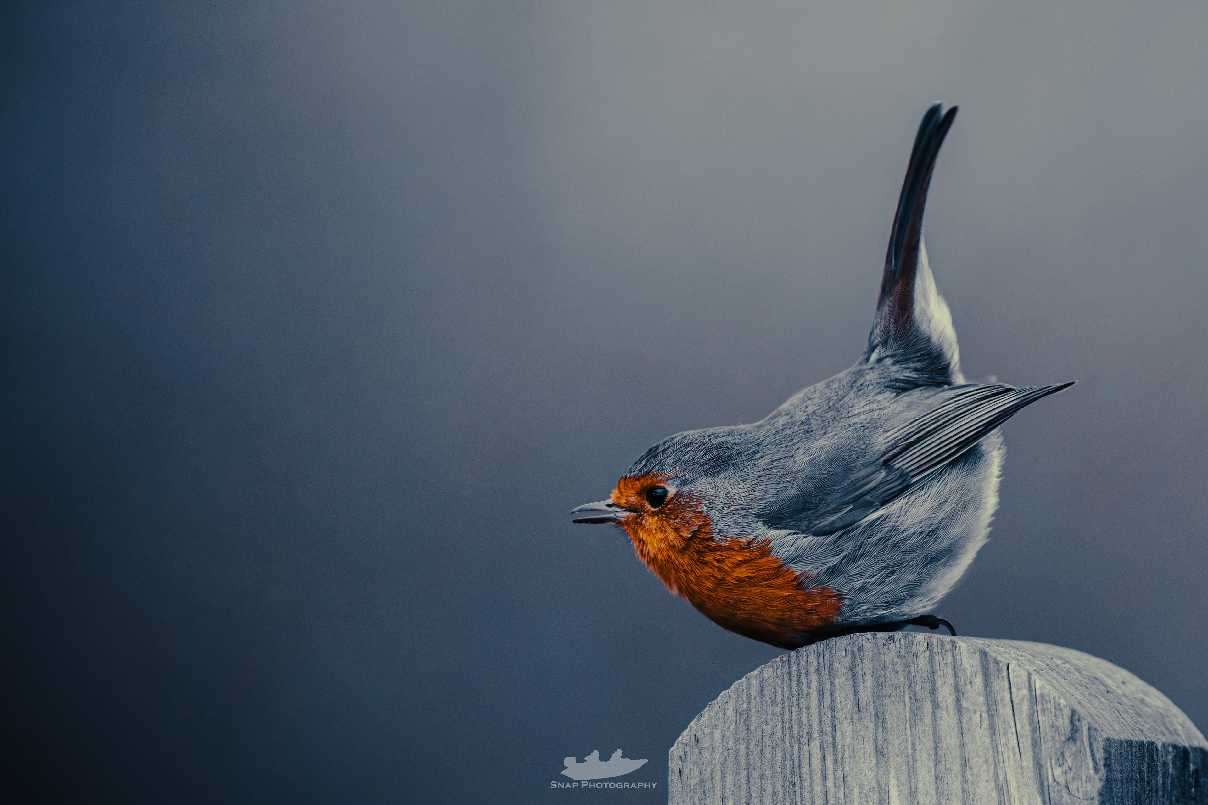 Robin