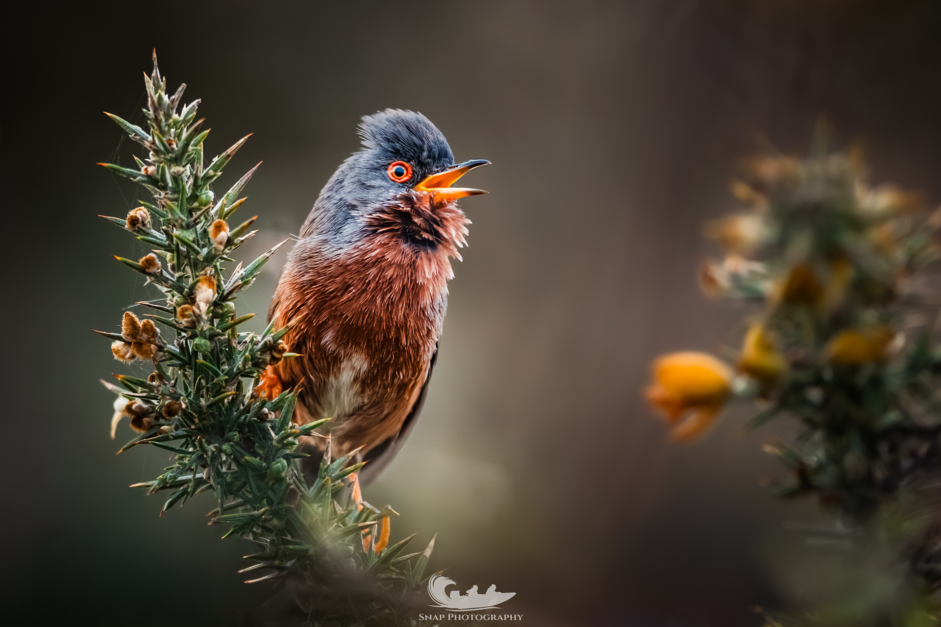 Dartford Warbler
