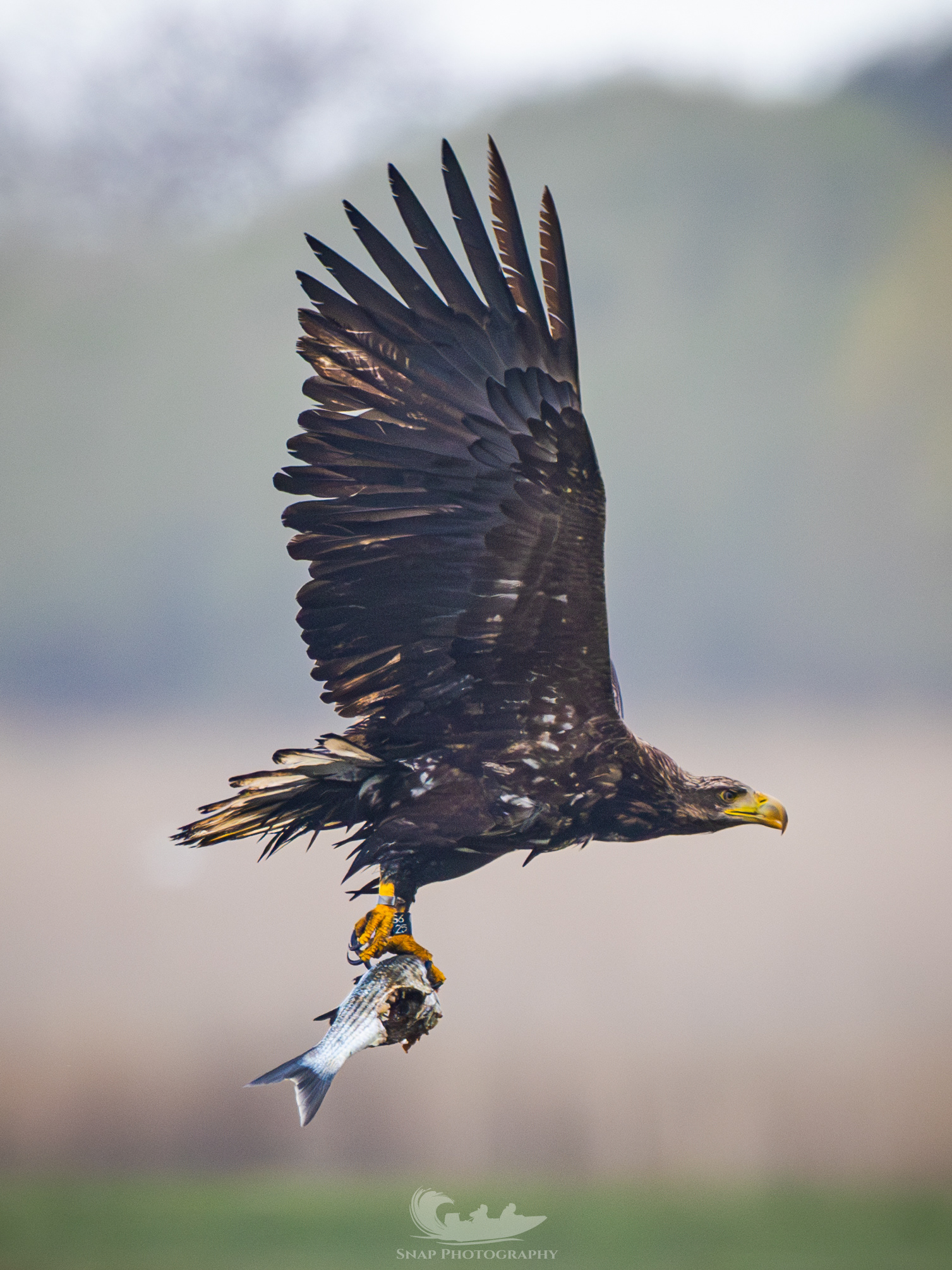 Christchurch harbour White Tailed Eagles