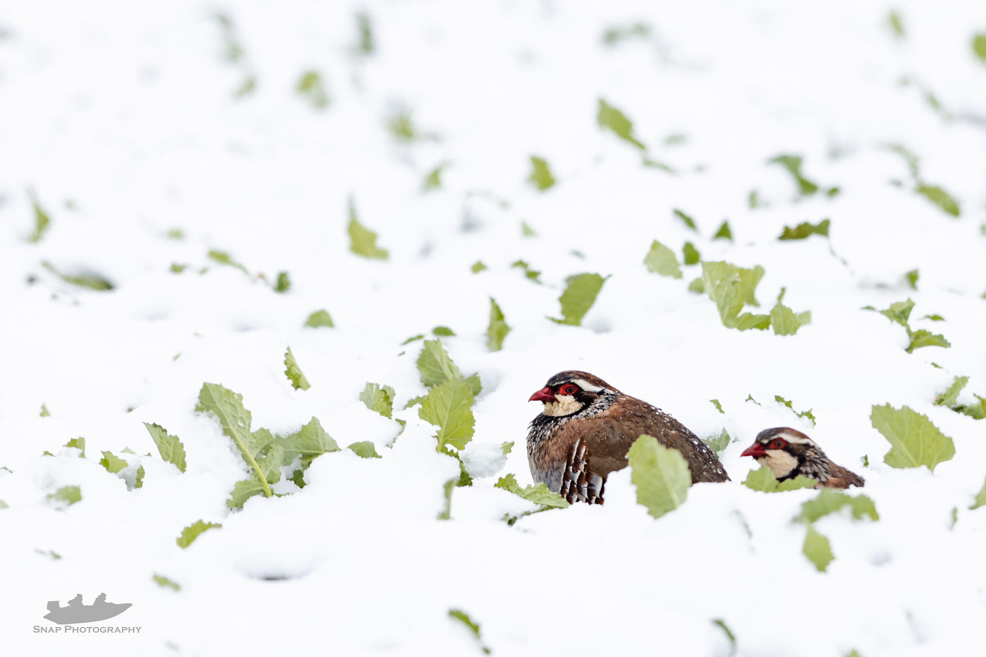 Partridge in the snow