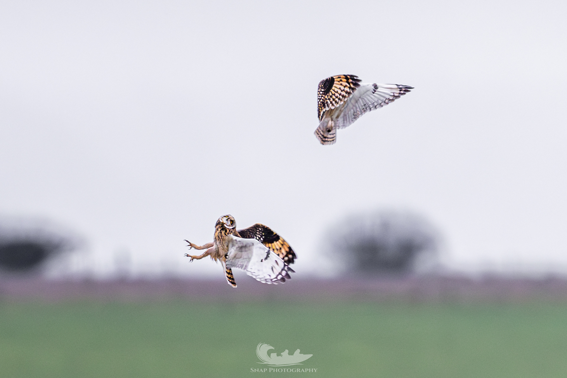 Short eared owls