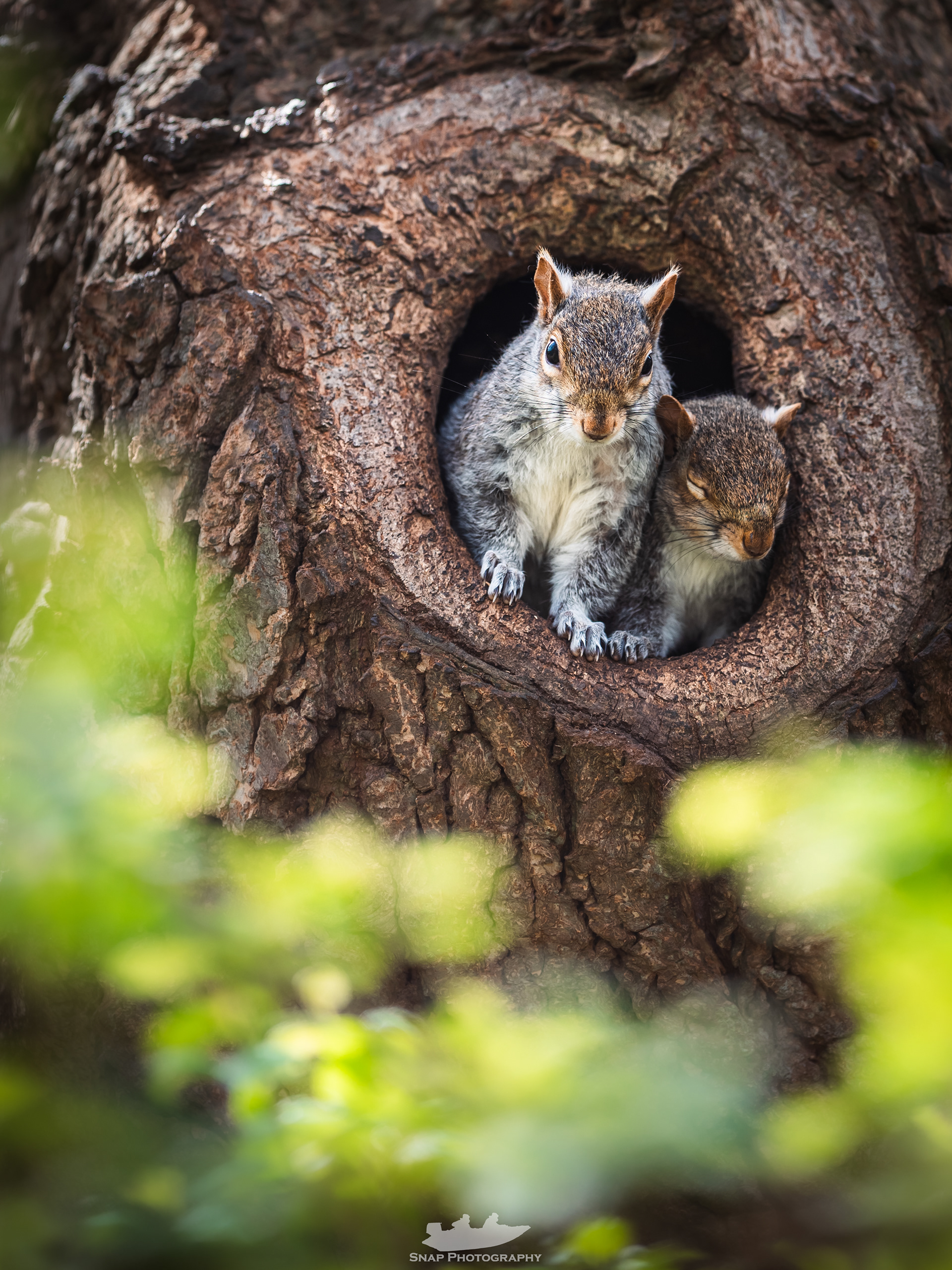 Squirrels