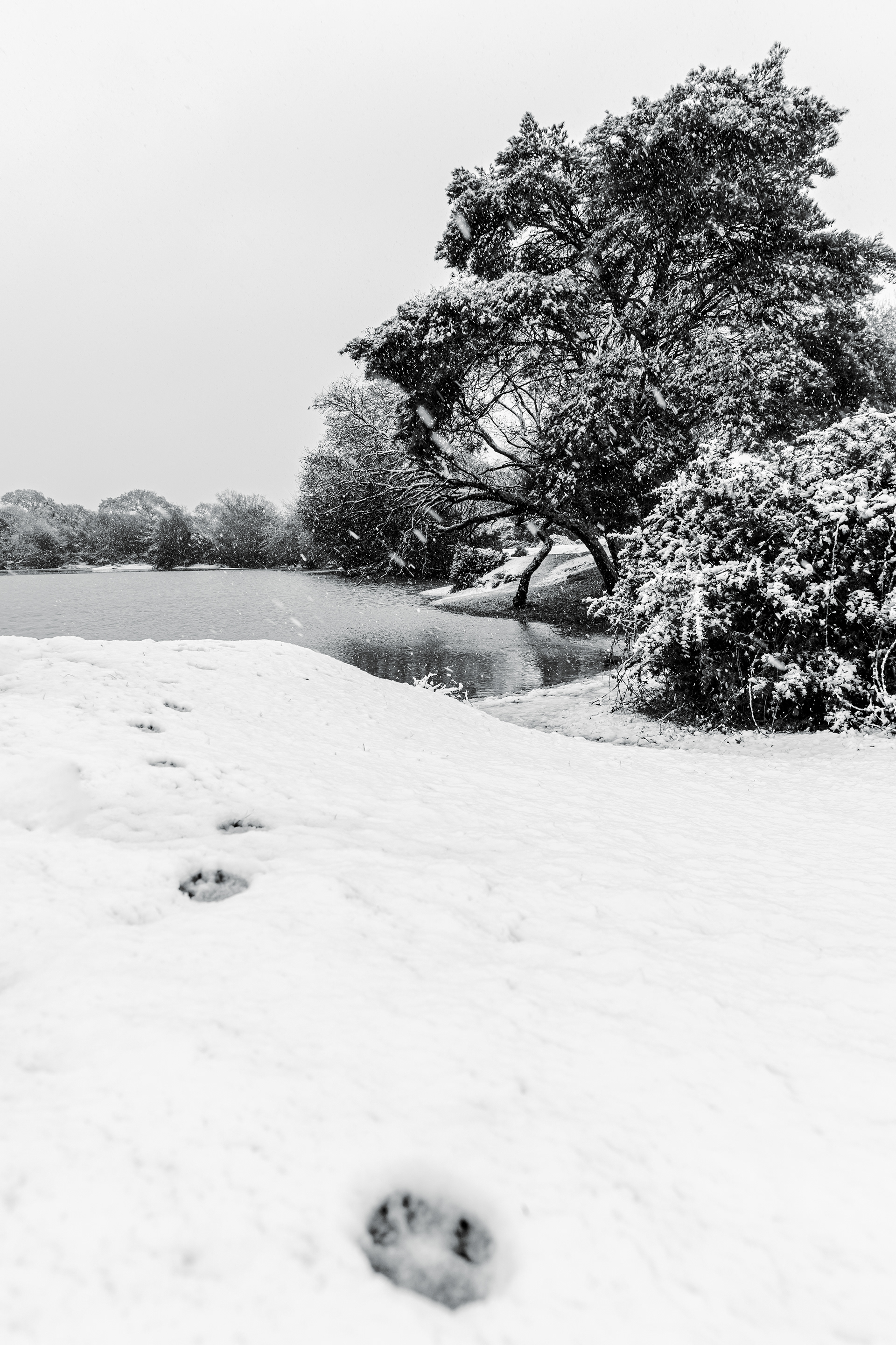 New Forest in snow