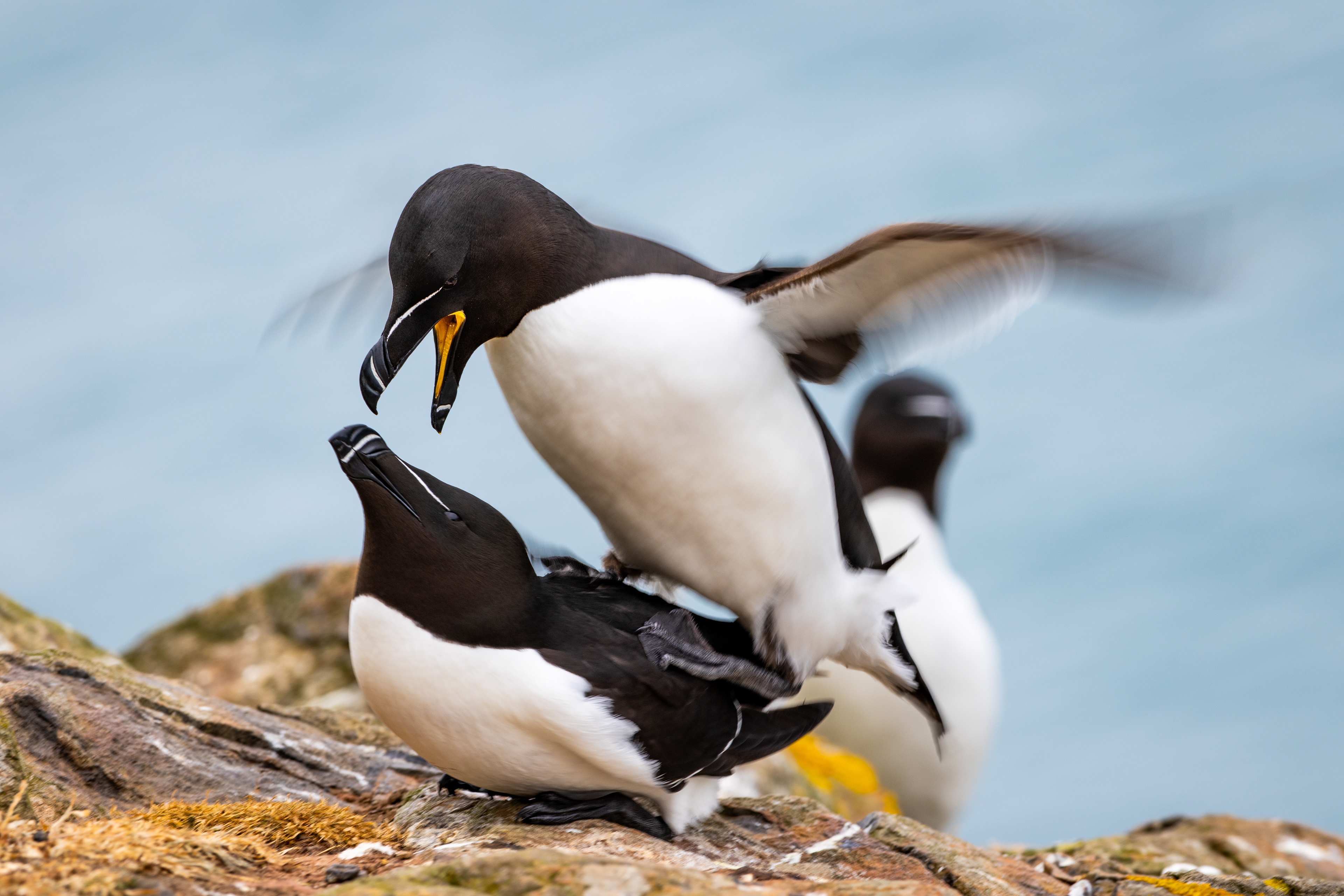 Breeding Razorbills