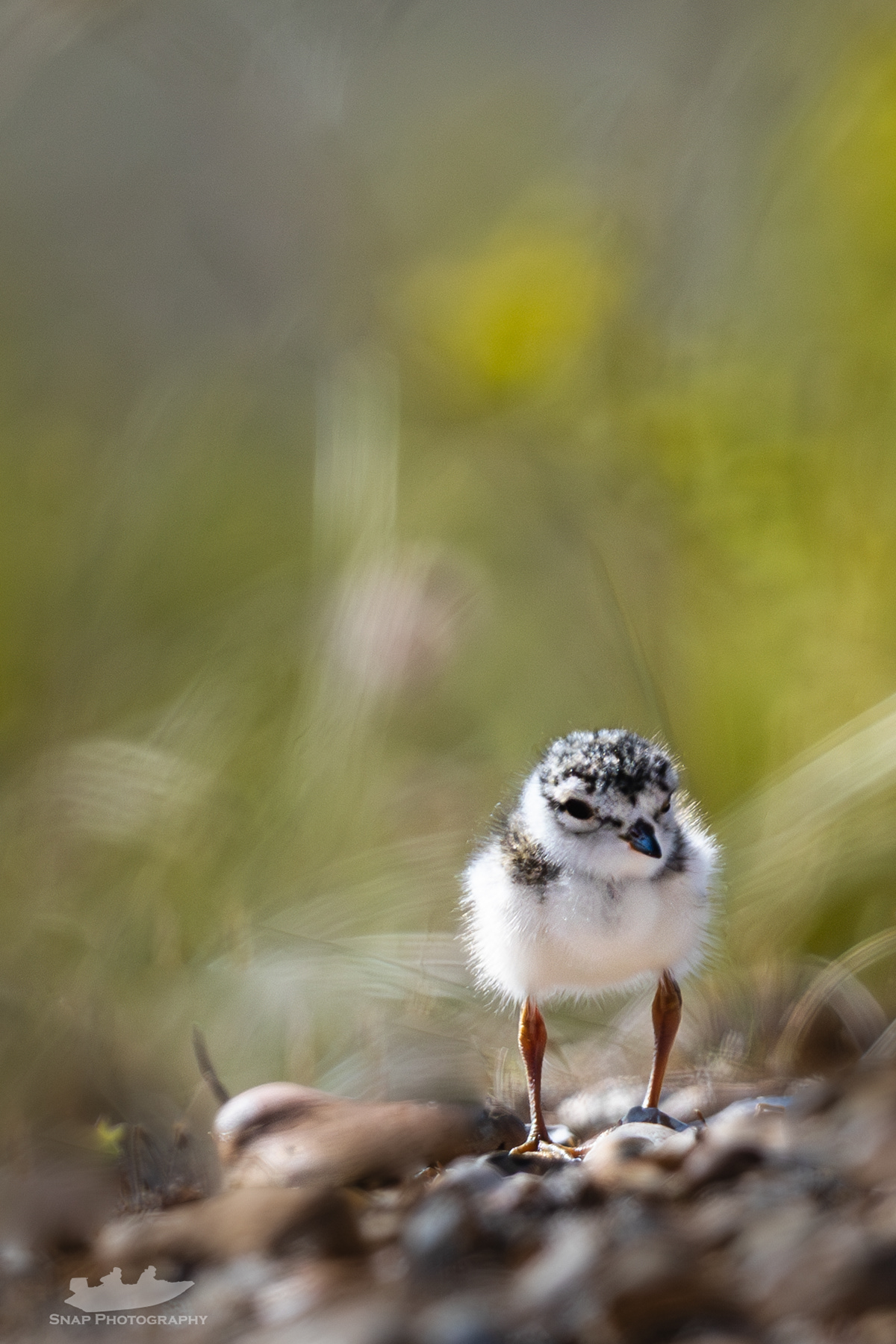 Ringed Plover chick