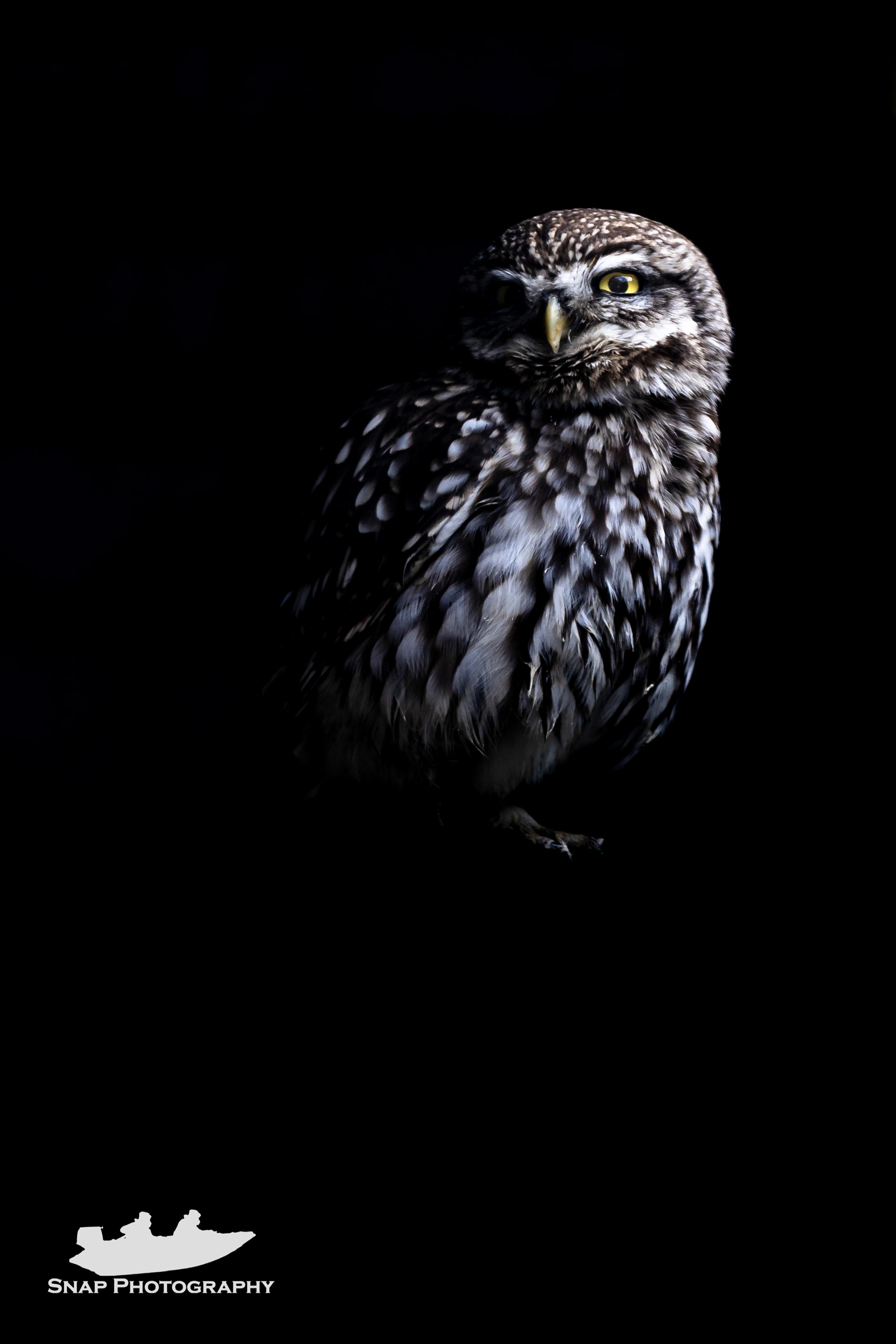 Little Owl