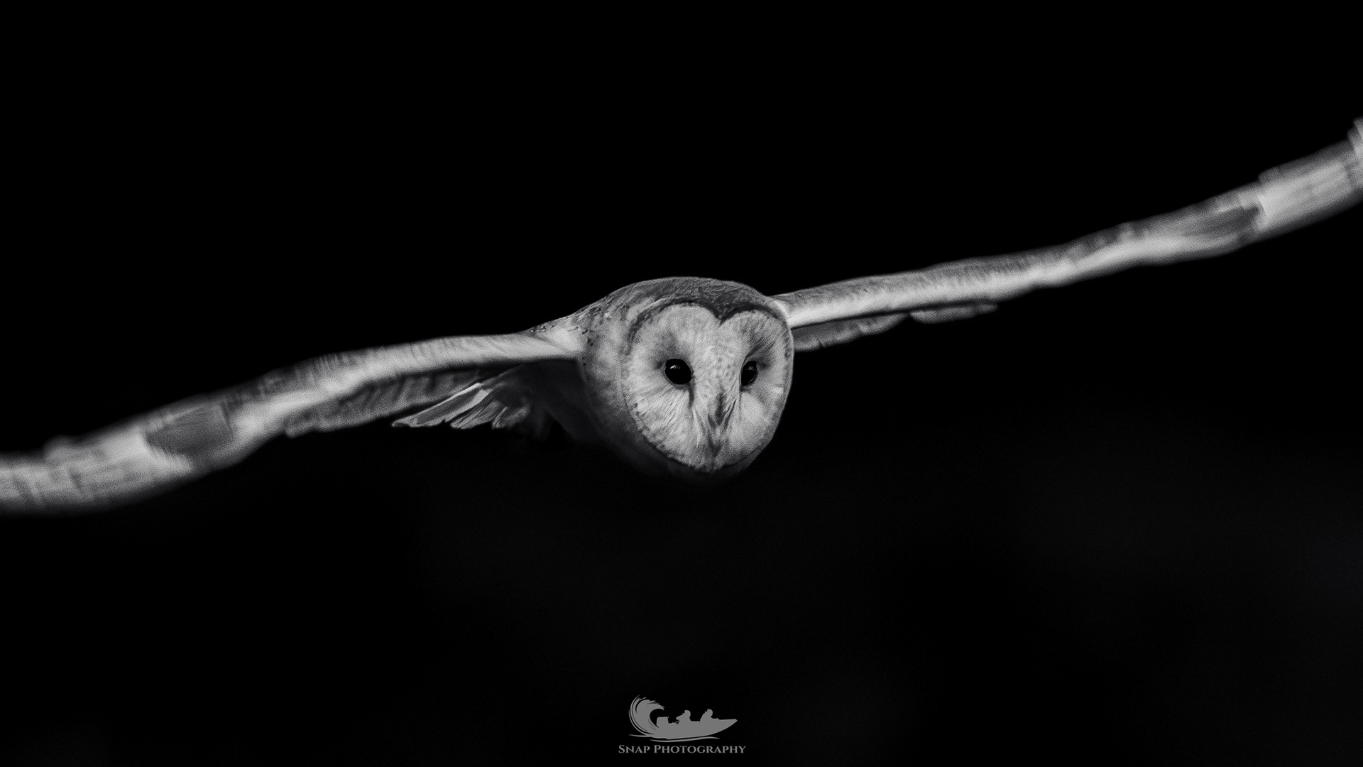 Barn Owl hunting
