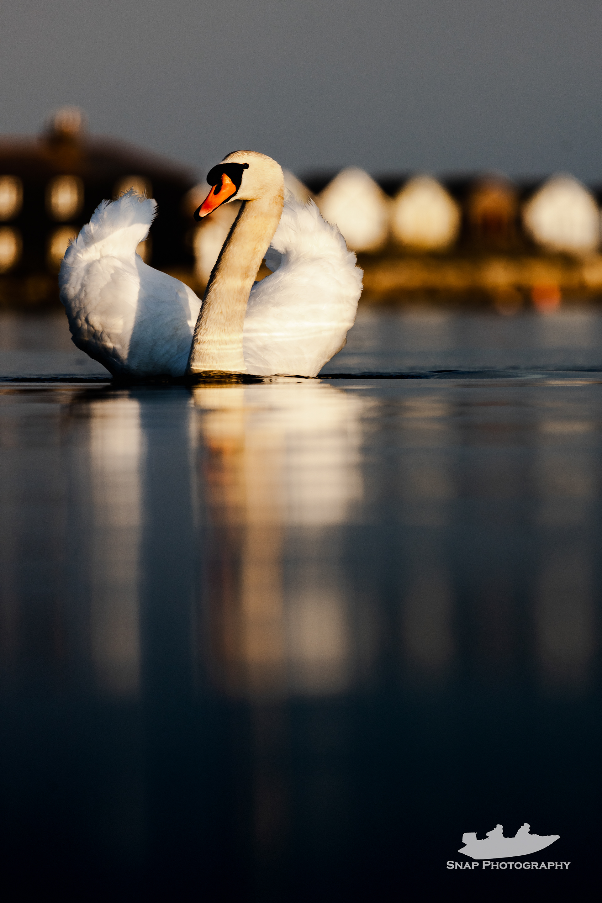 Golden hour Swan