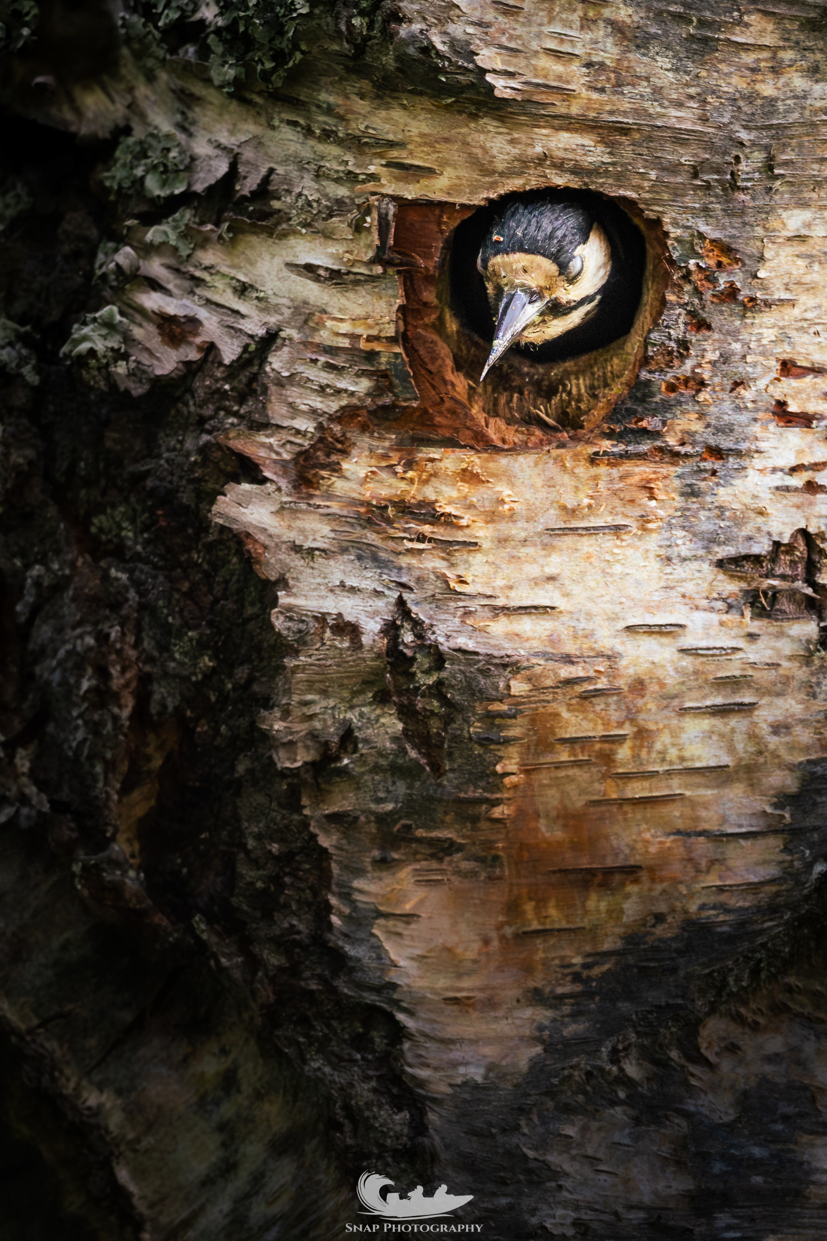 Great Spotted Woodpecker