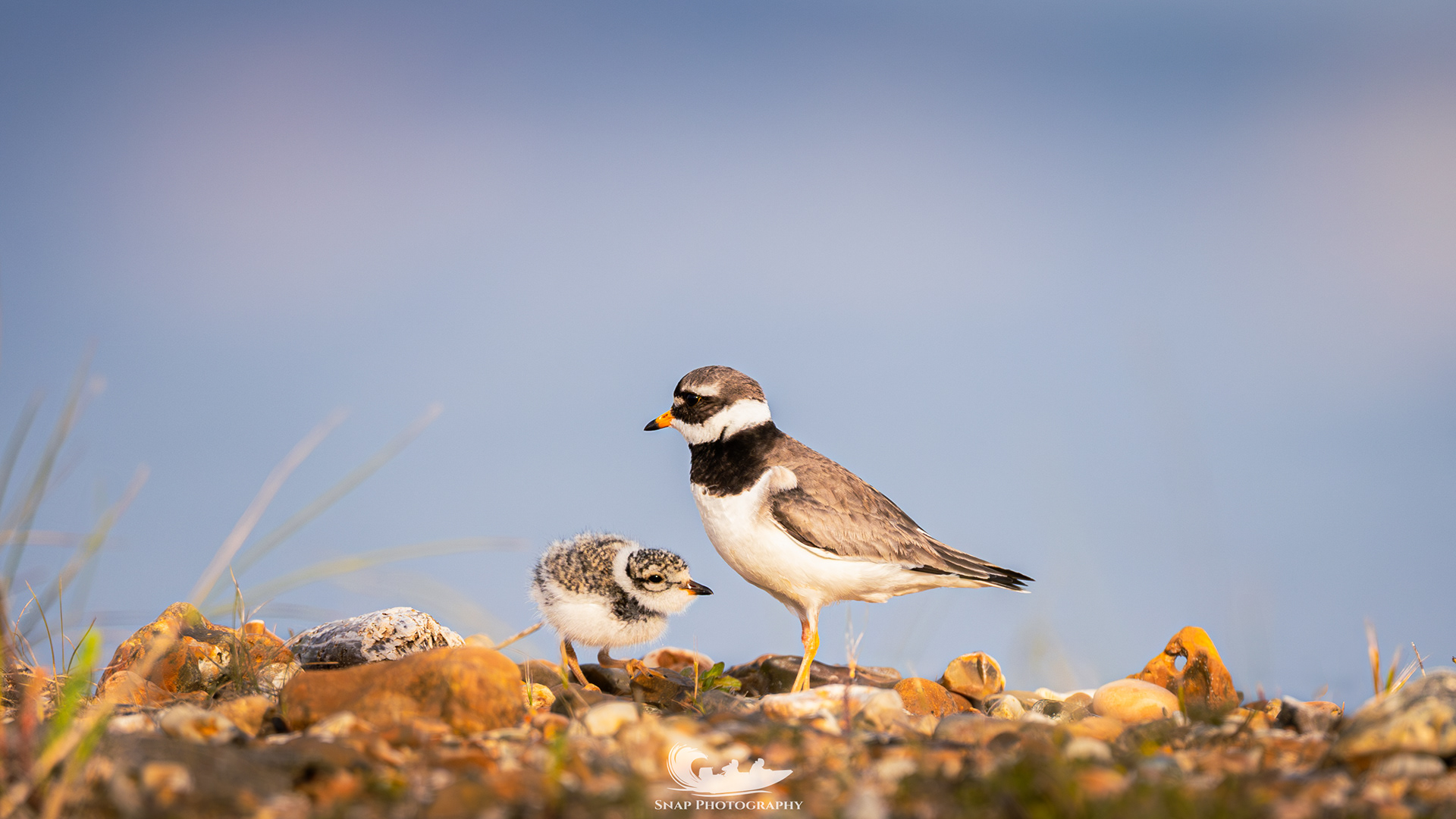 Ringed Plover chick