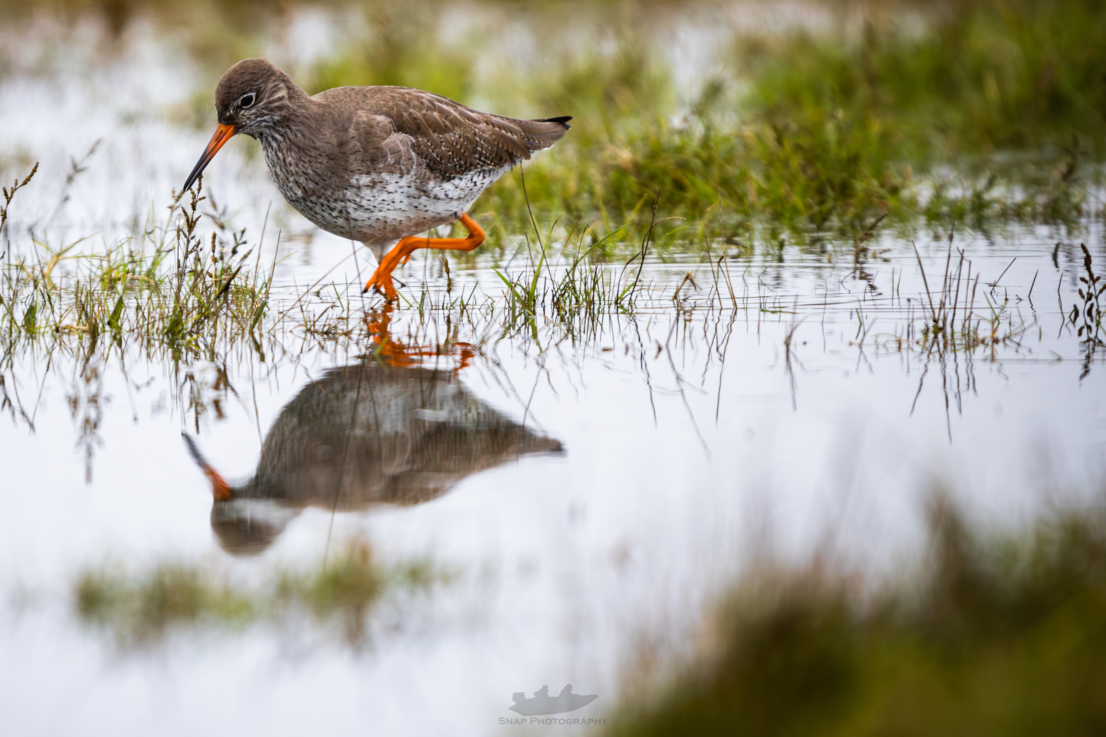 Redshank 