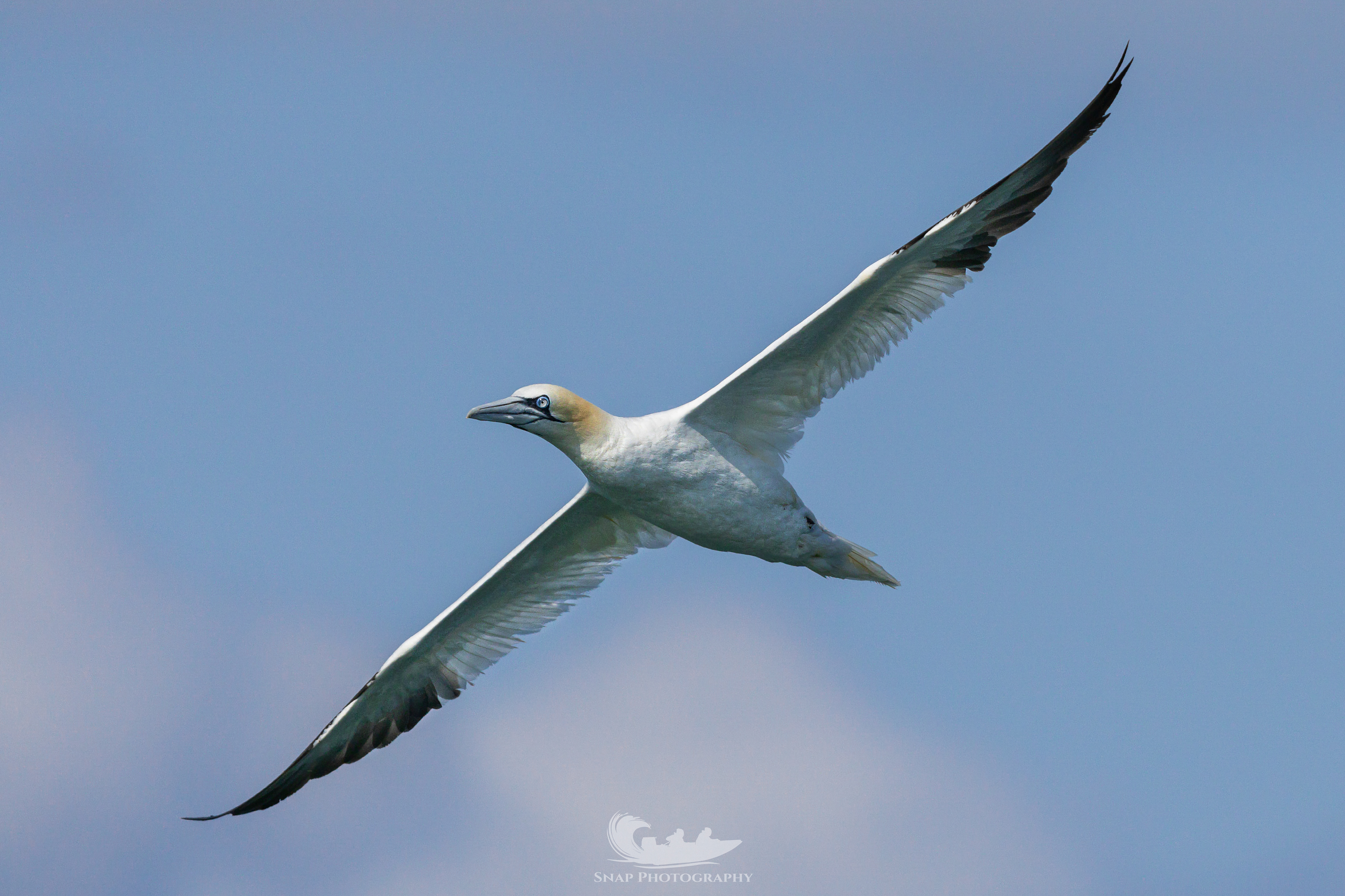 Gannet
