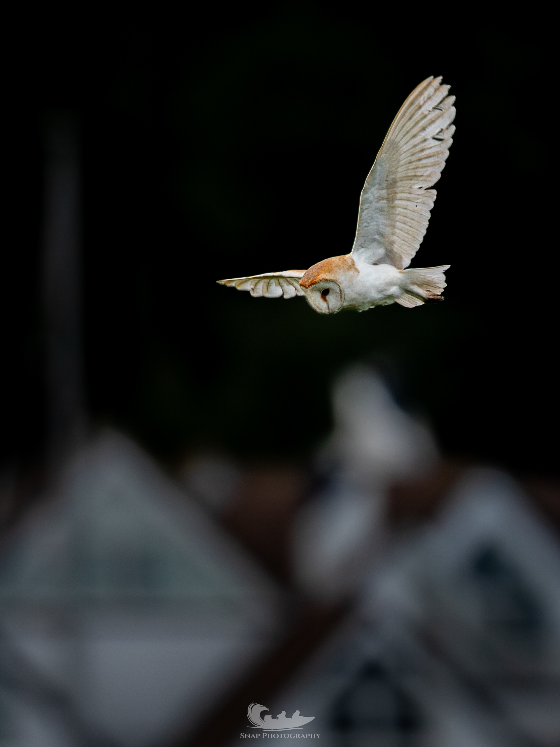 Barn Owl hunting