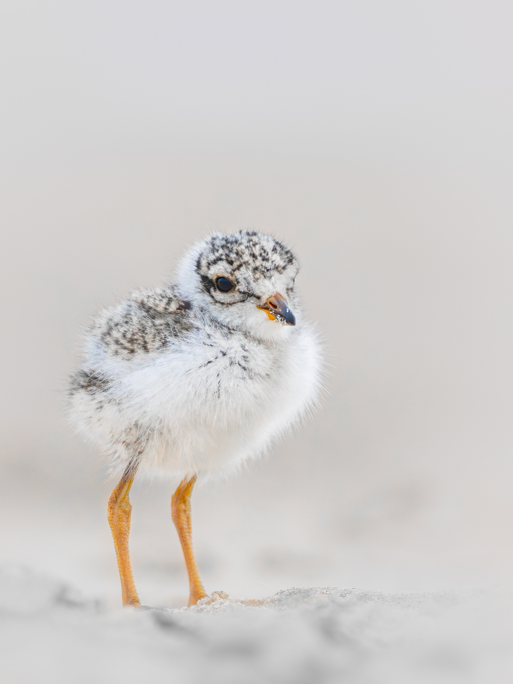 Ringed Plover chicks