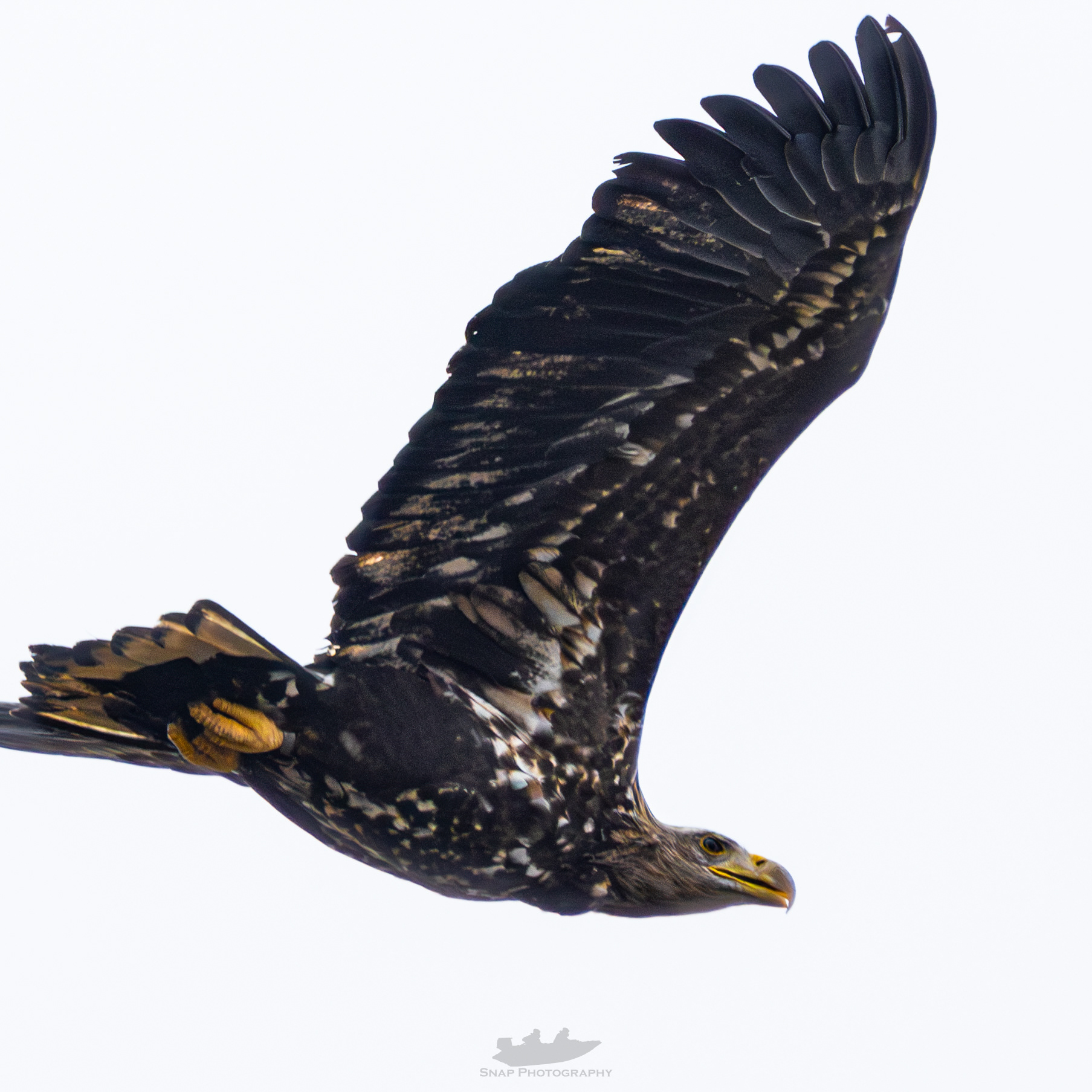 White Tailed Eagle