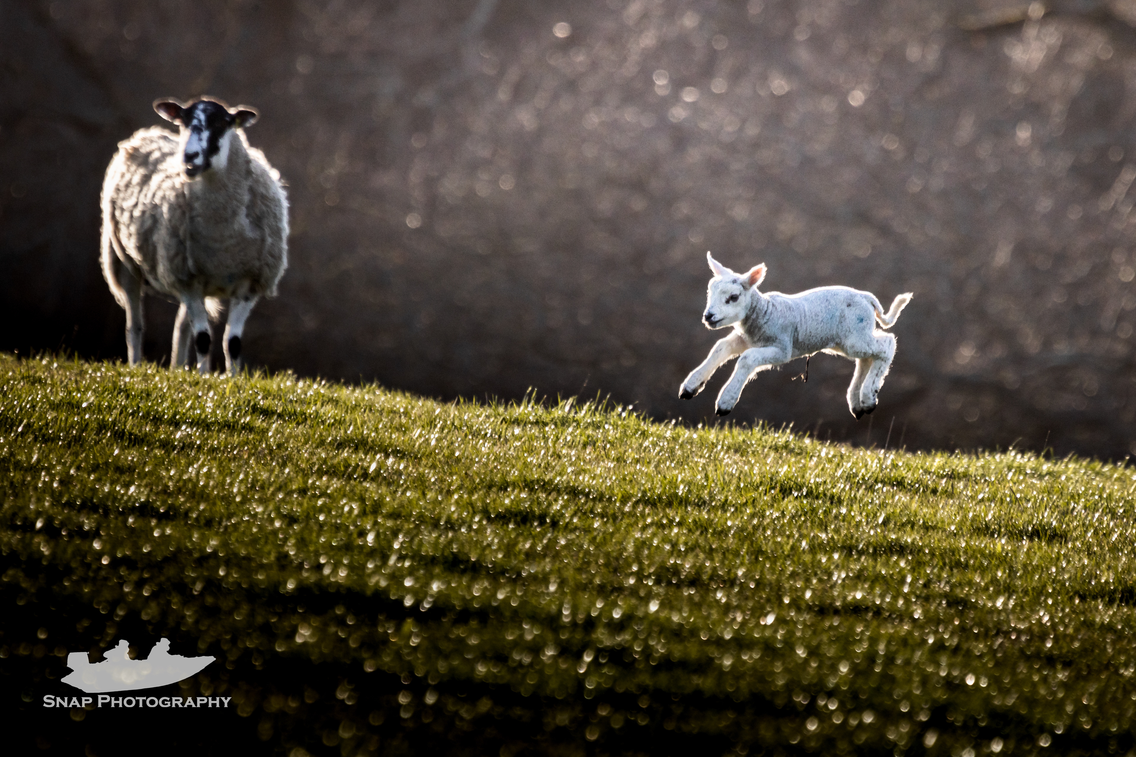 Spring is in the air 