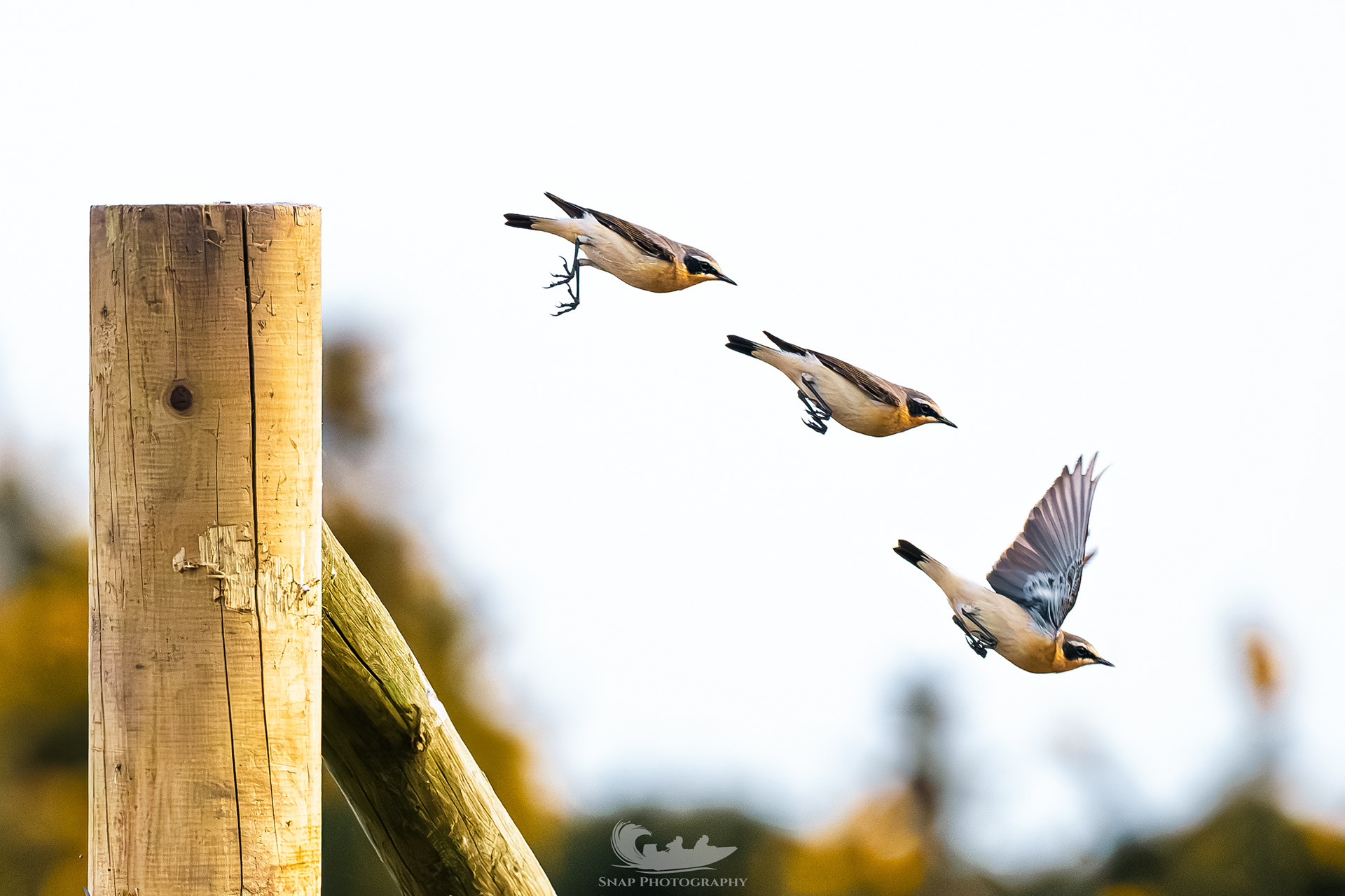 Wheatear