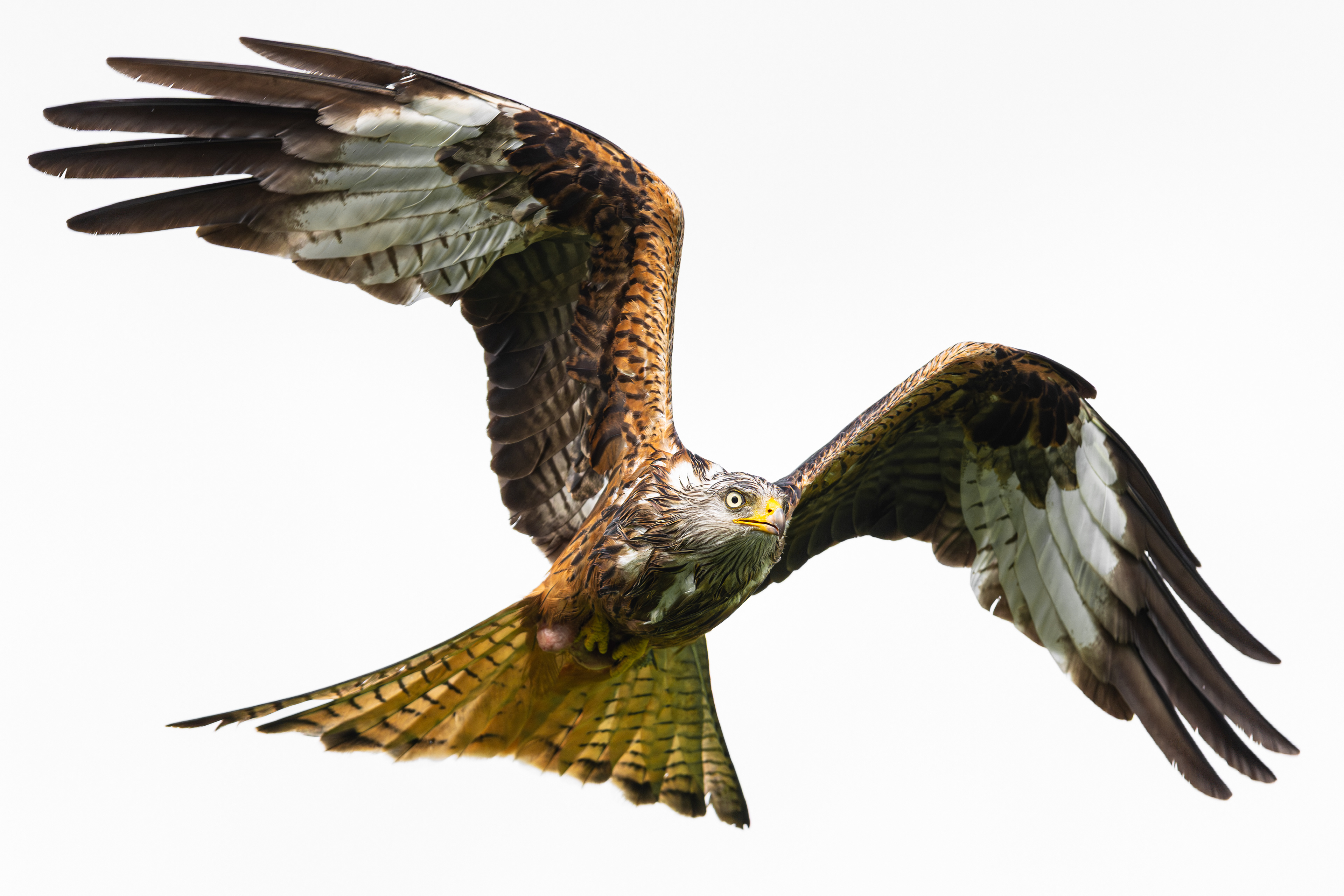Red Kite feeding station