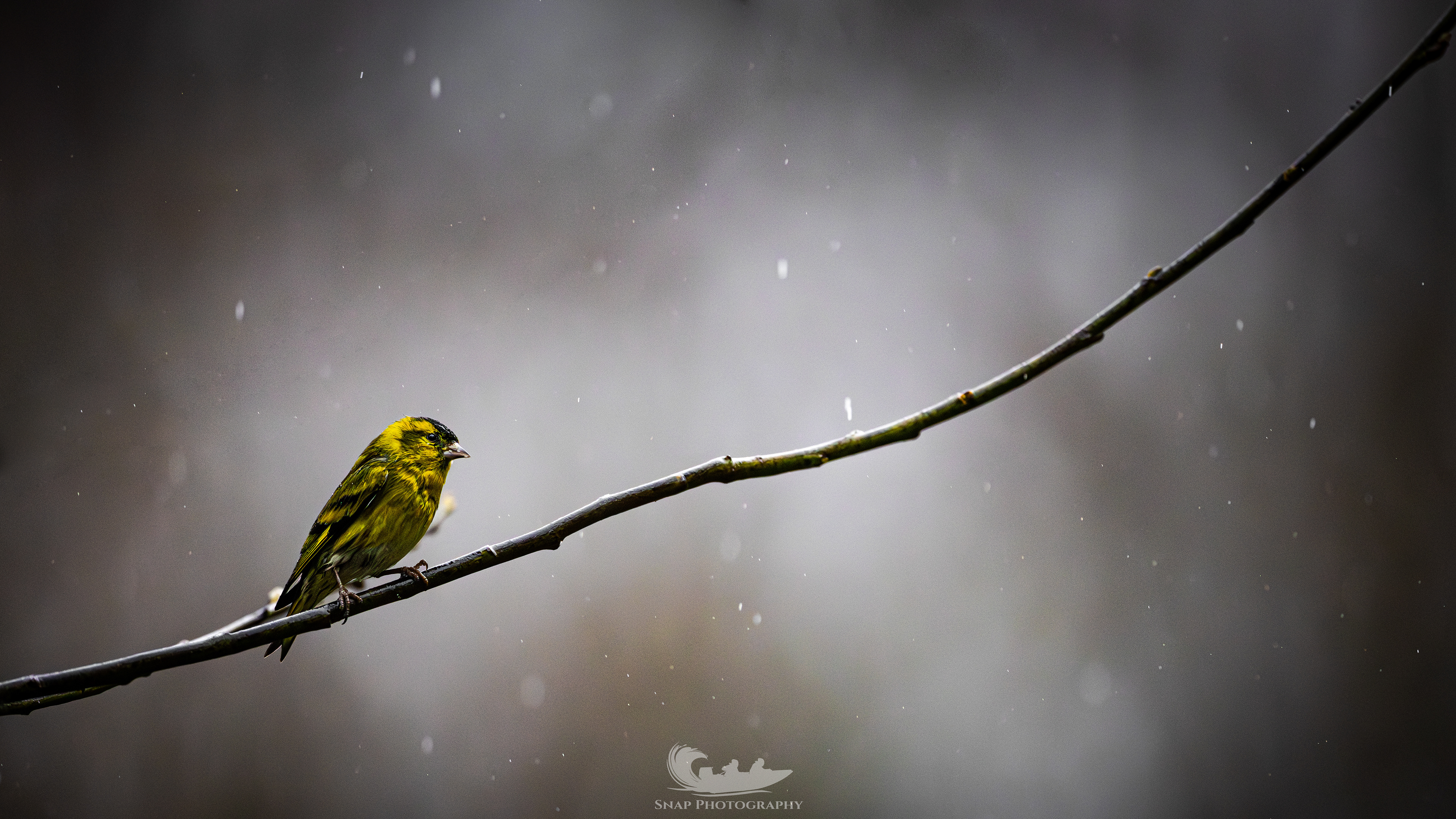 Siskin