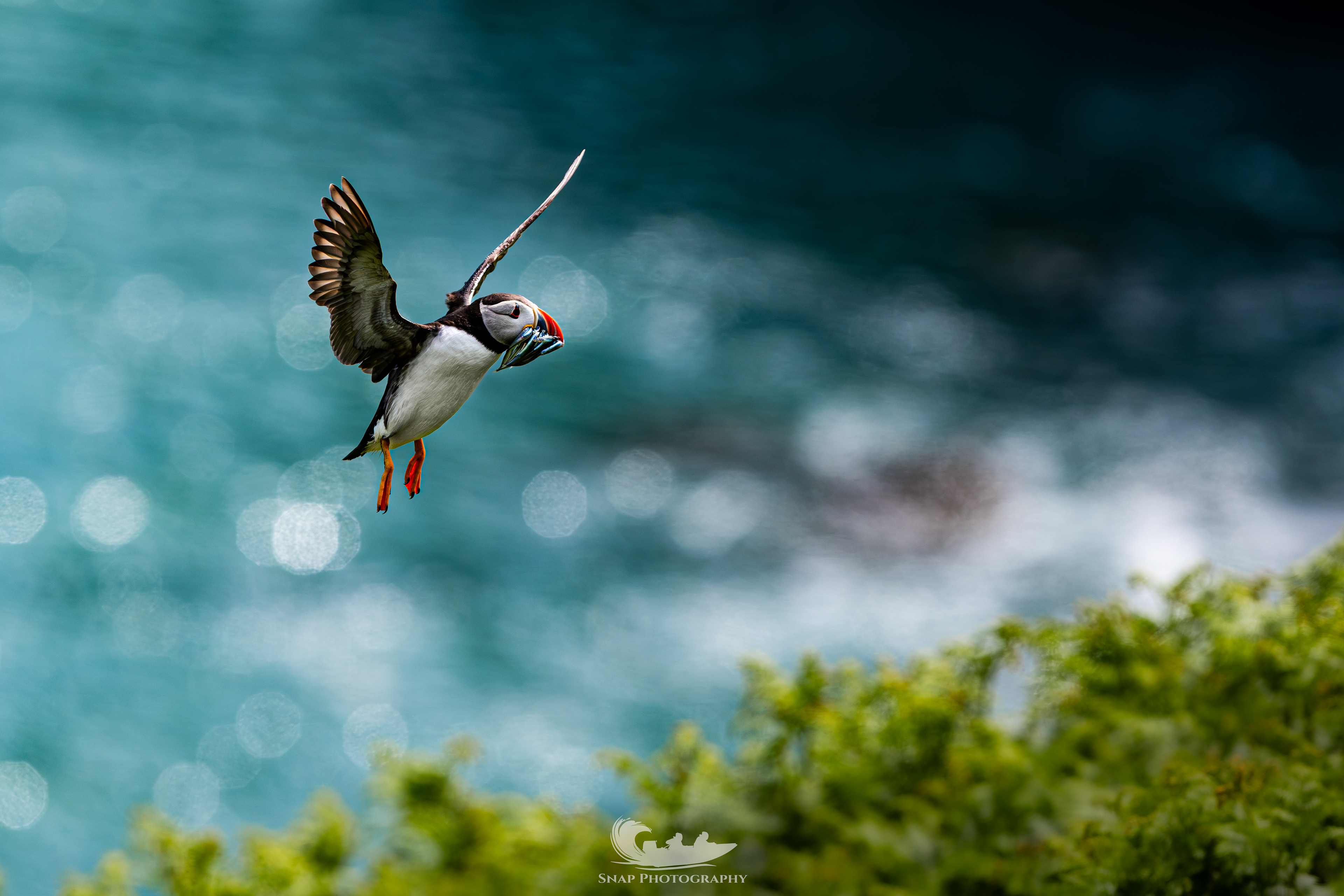 Skomer Island 