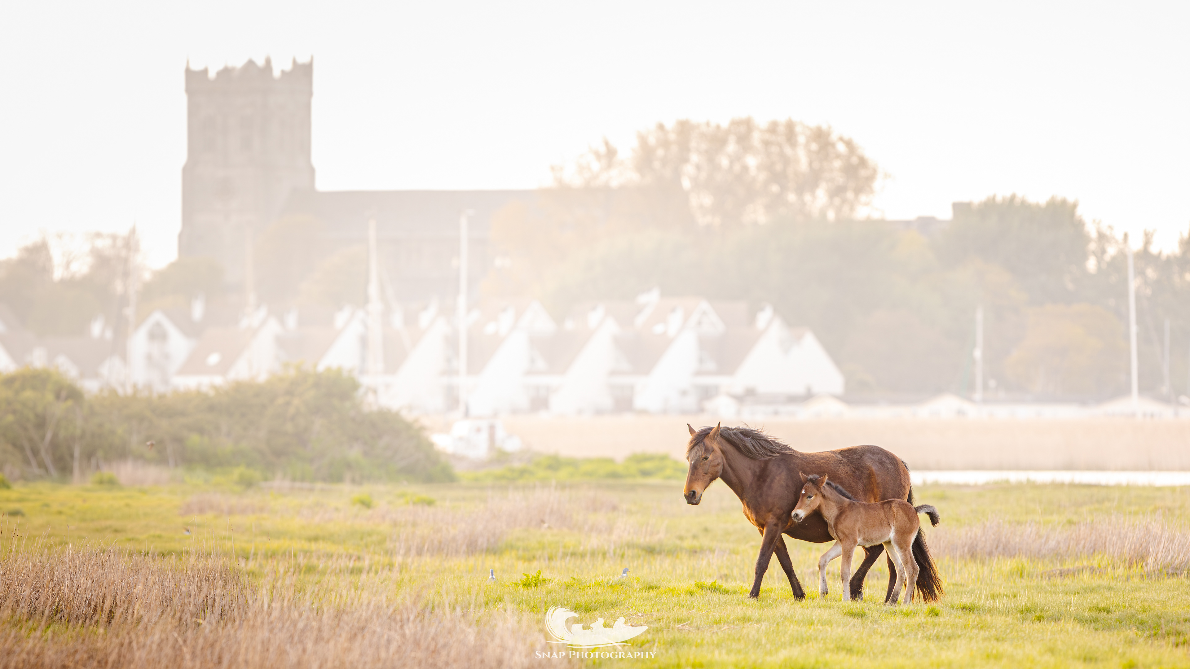 A few day old foal