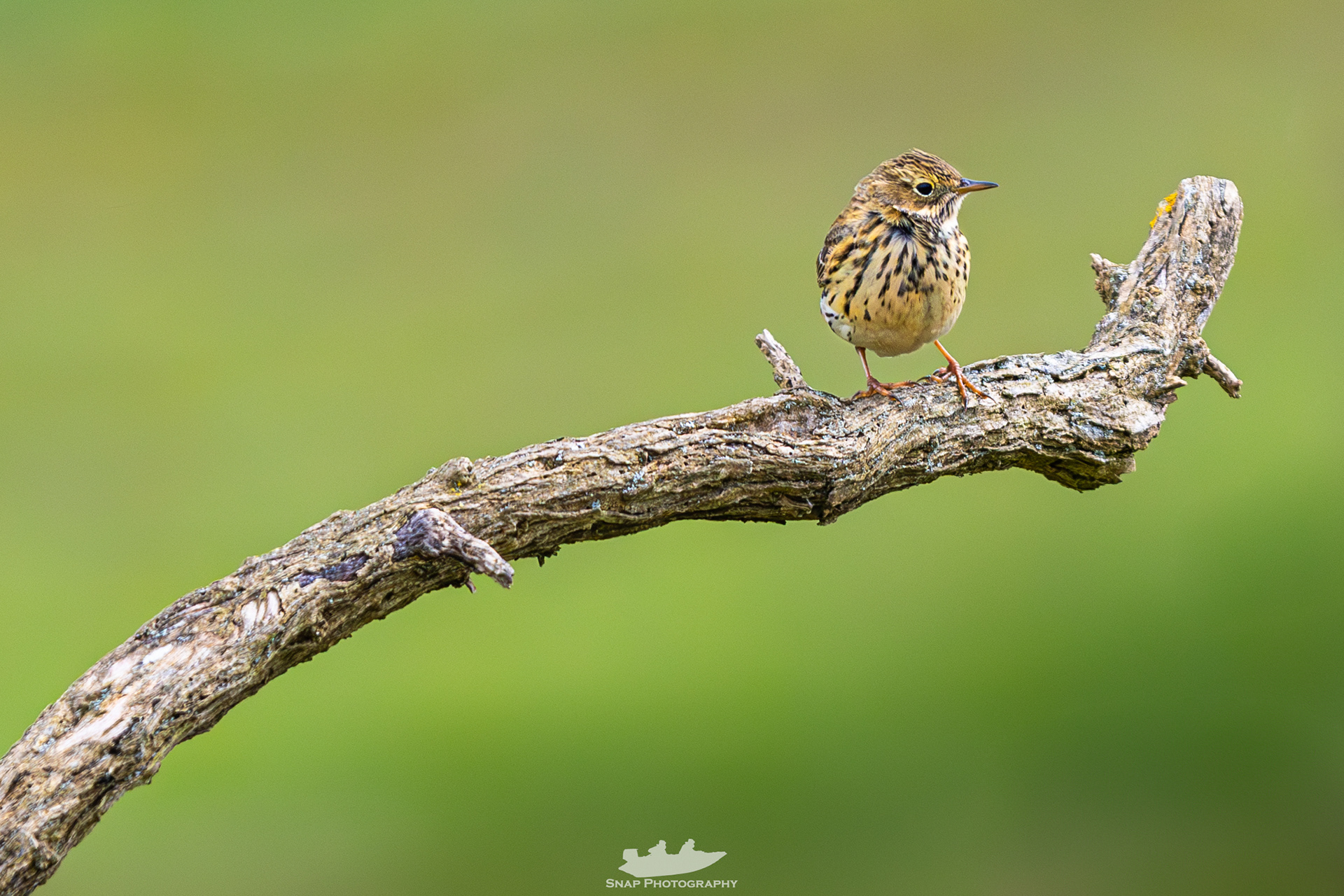 Meadow Pippit