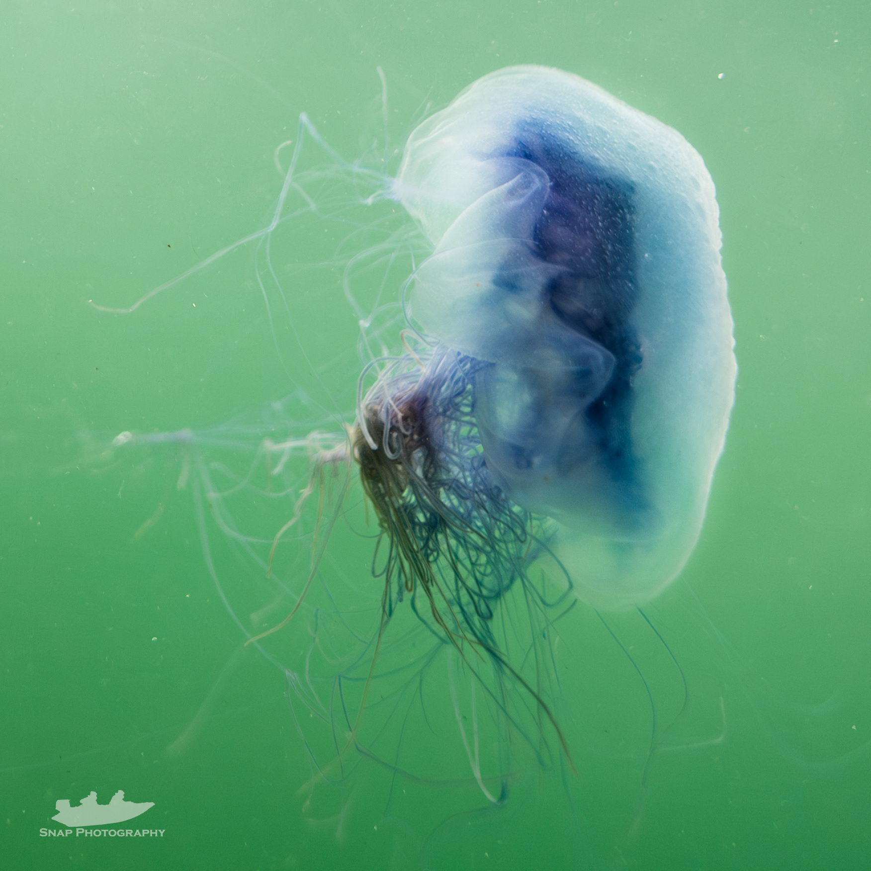Blue jelly