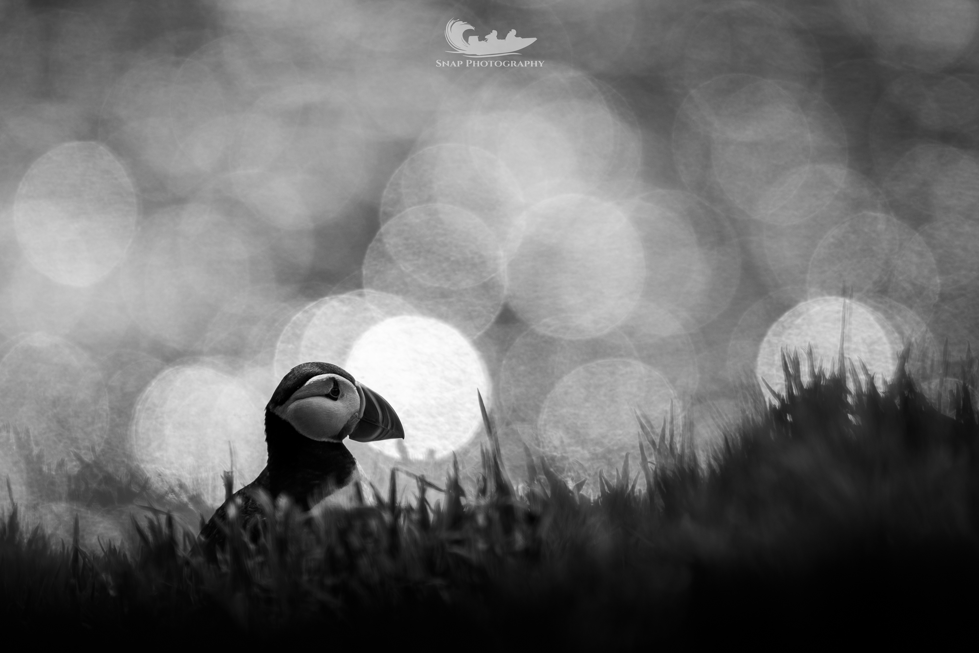 Skomer Island 