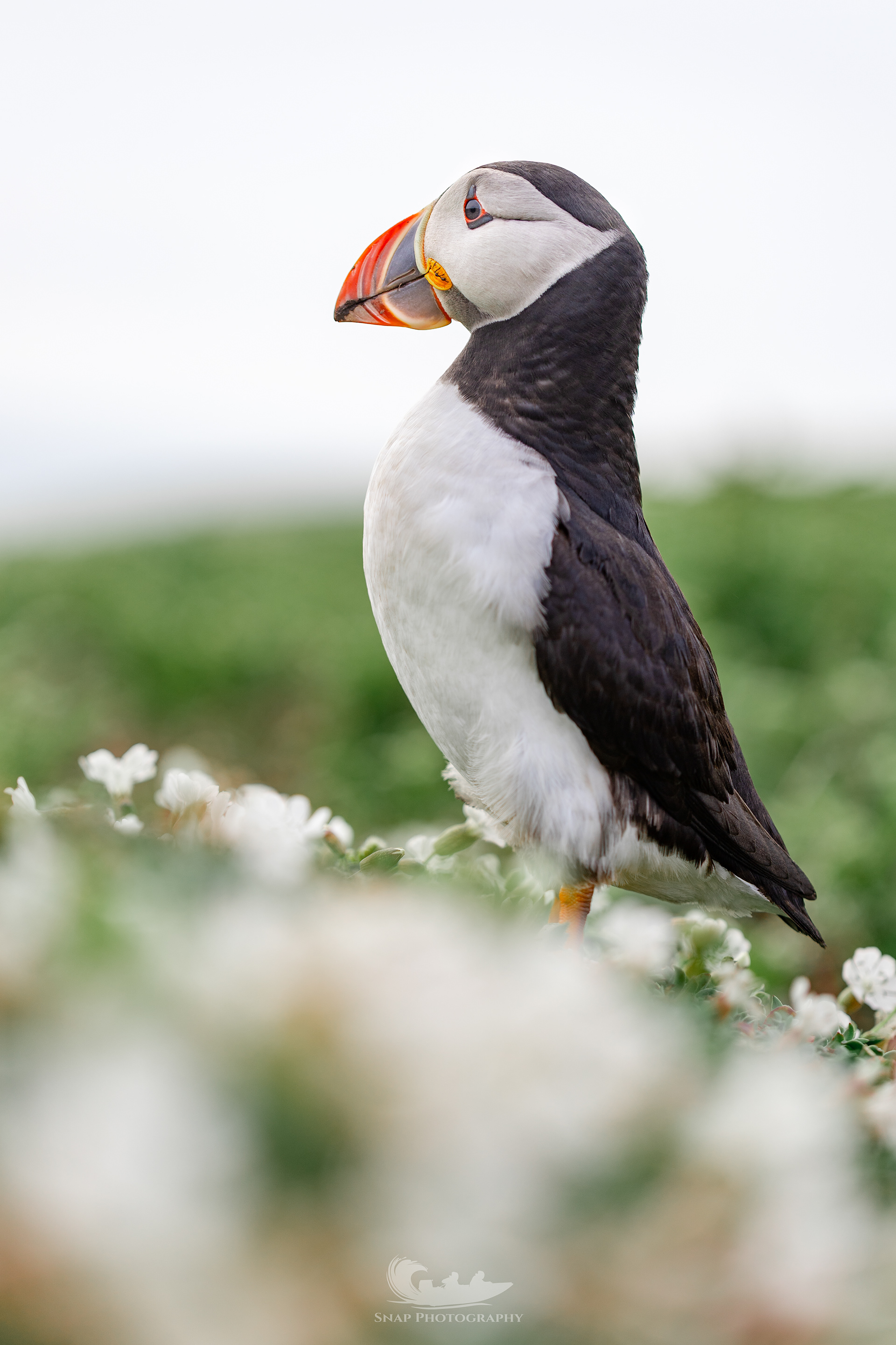 Skomer Island Puffins