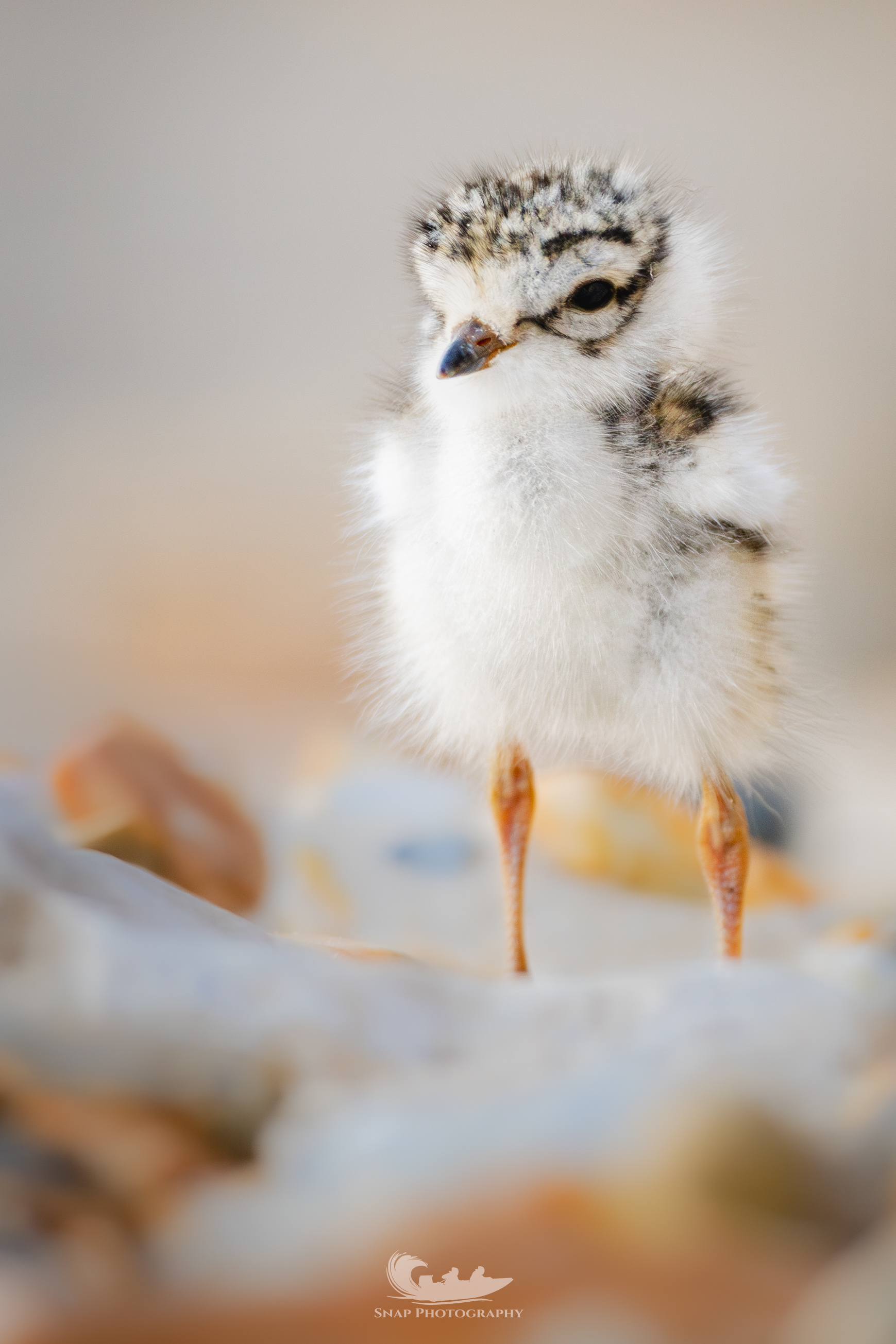 Ringed Plover Chick