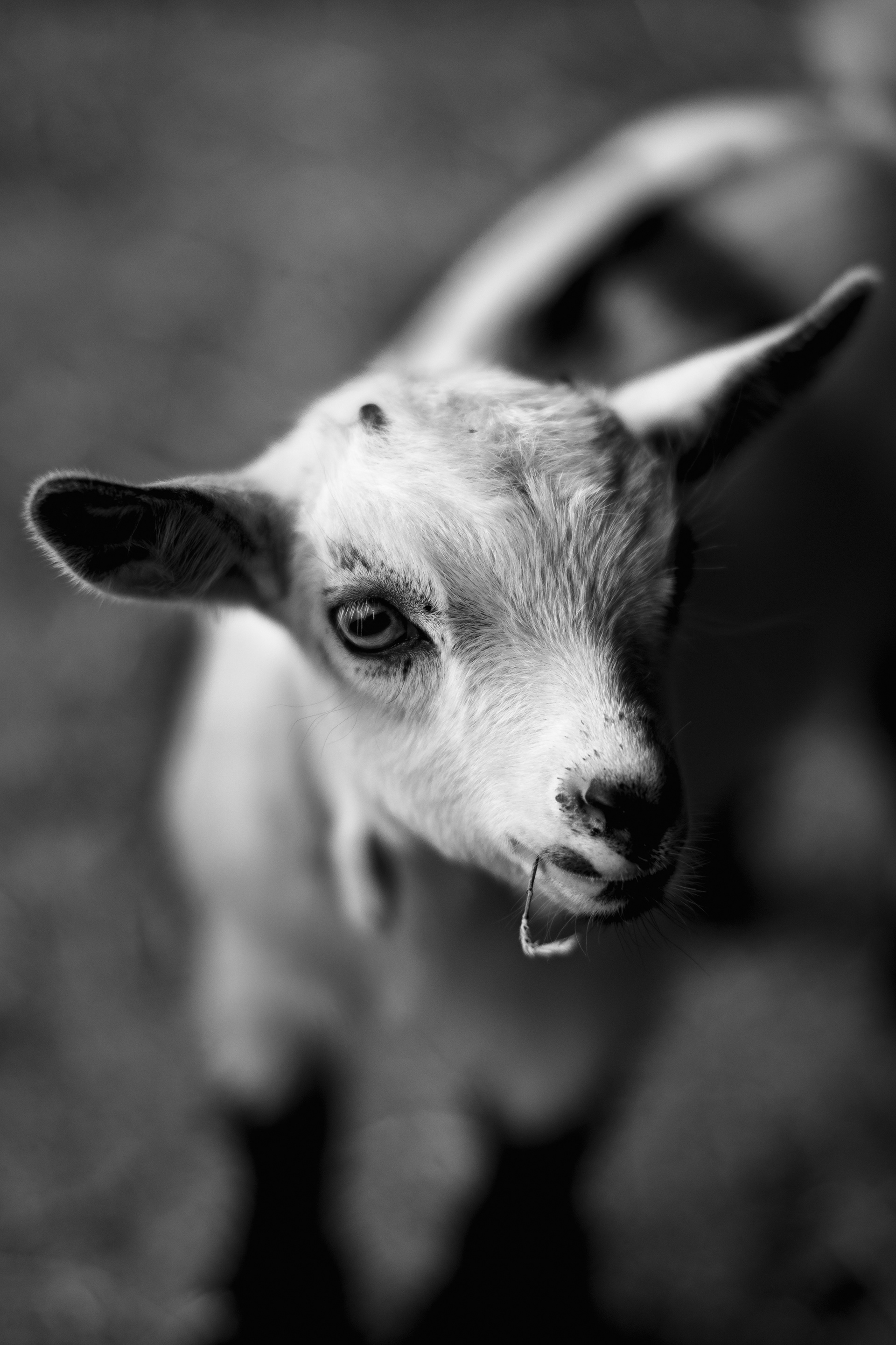 A day at the farm