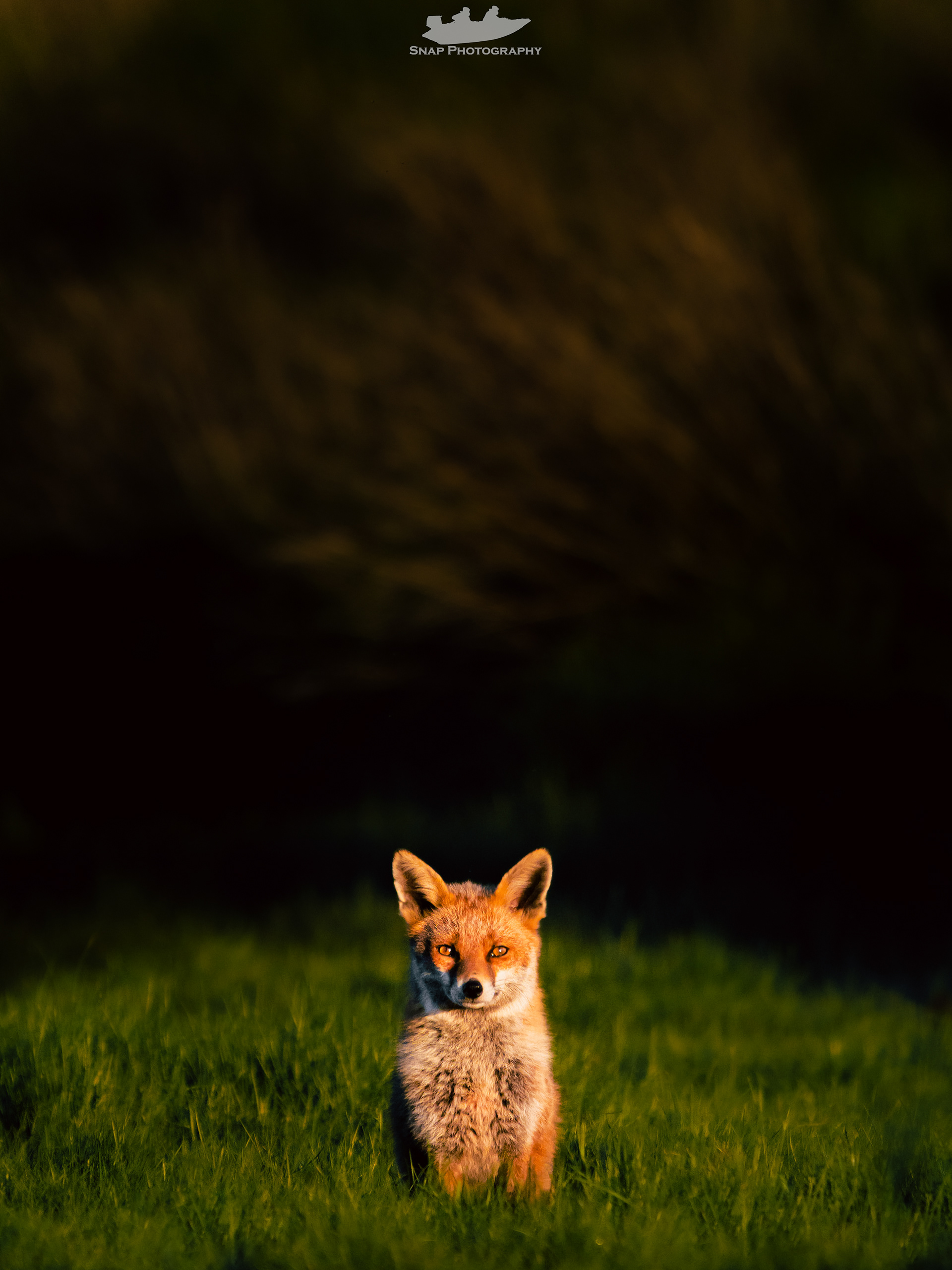 Sunset Fox