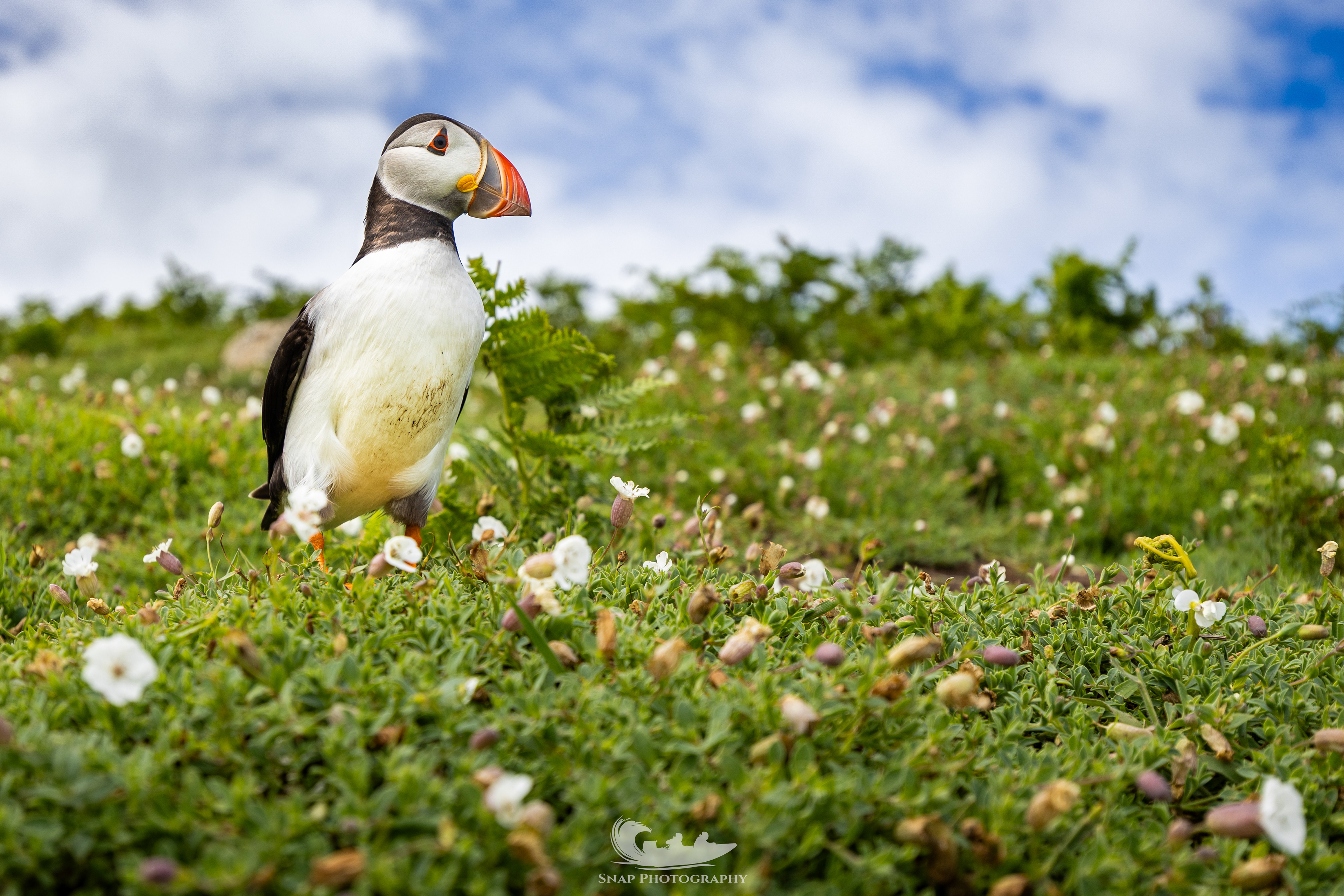 Skomer Island 