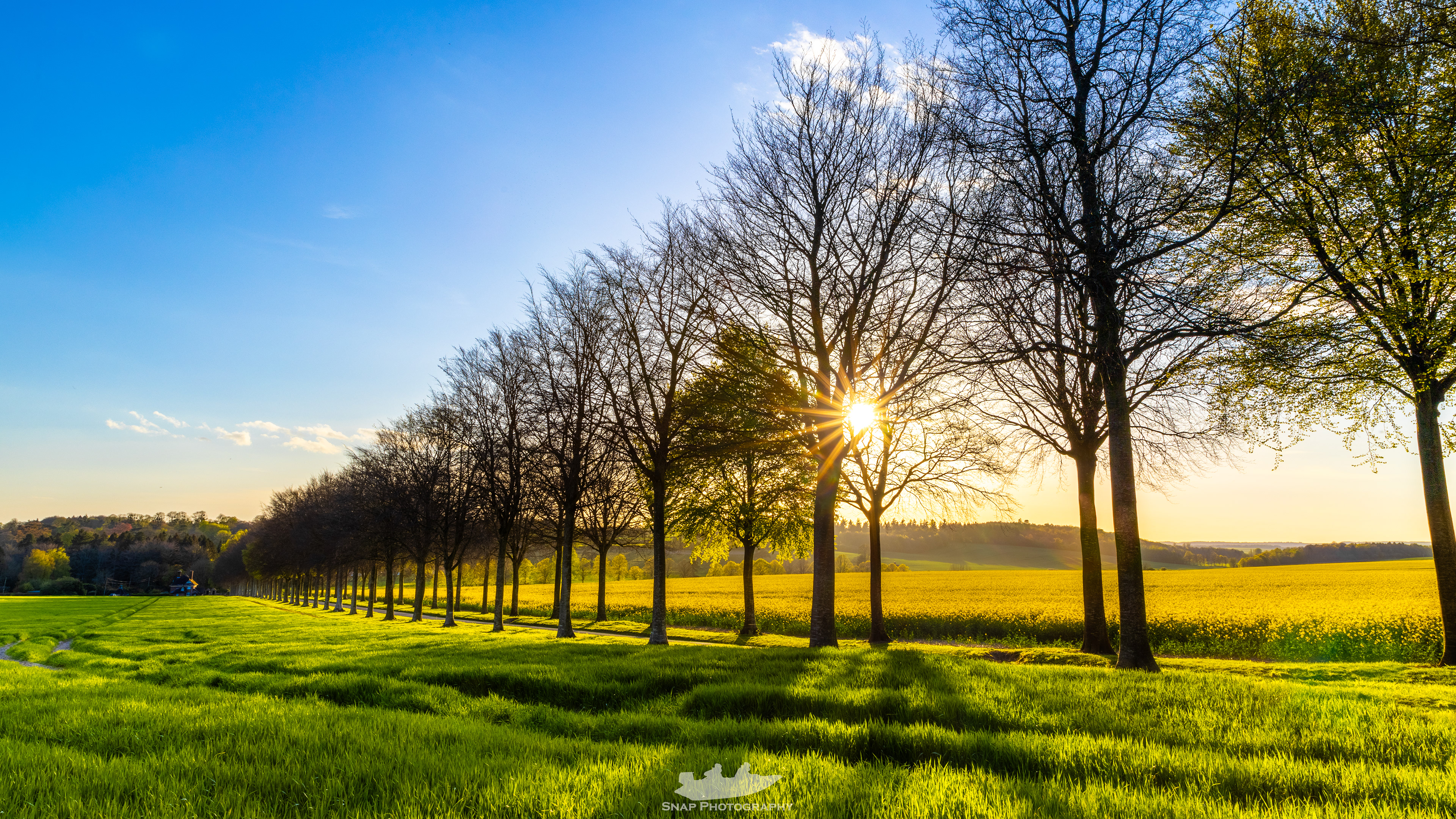 The avenue of trees at Moor Crichel