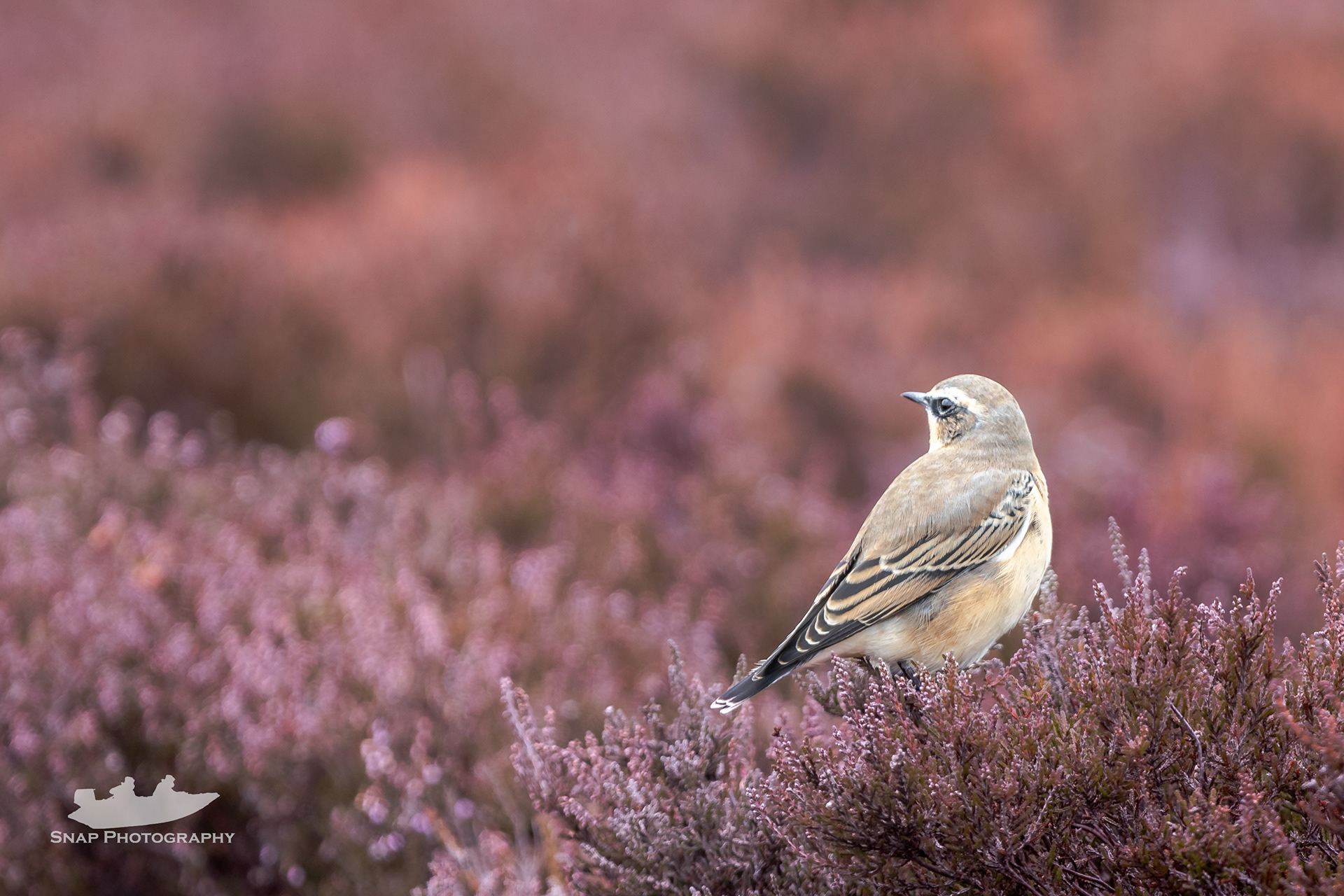 A Wheatear in the heather