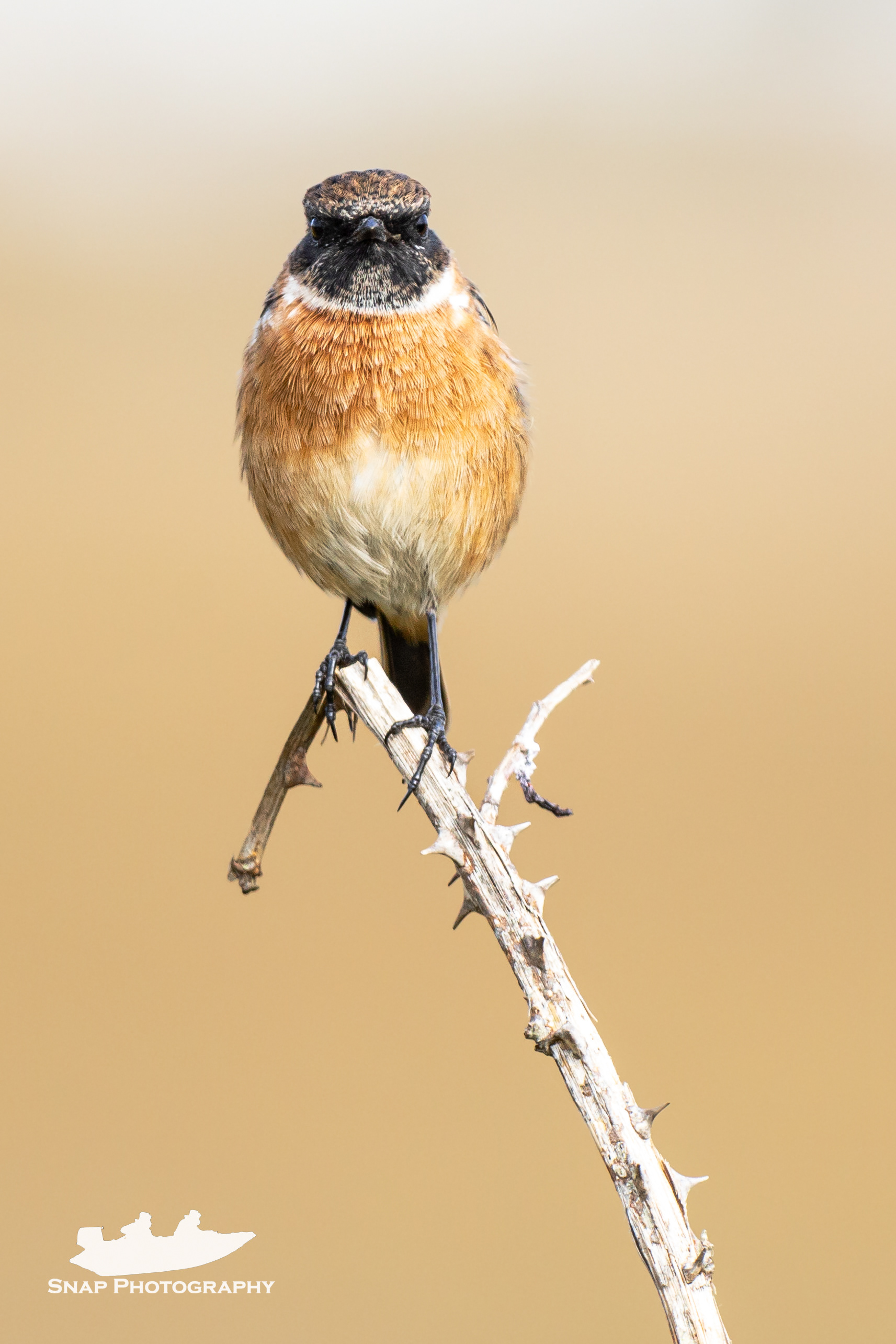 Stonechat