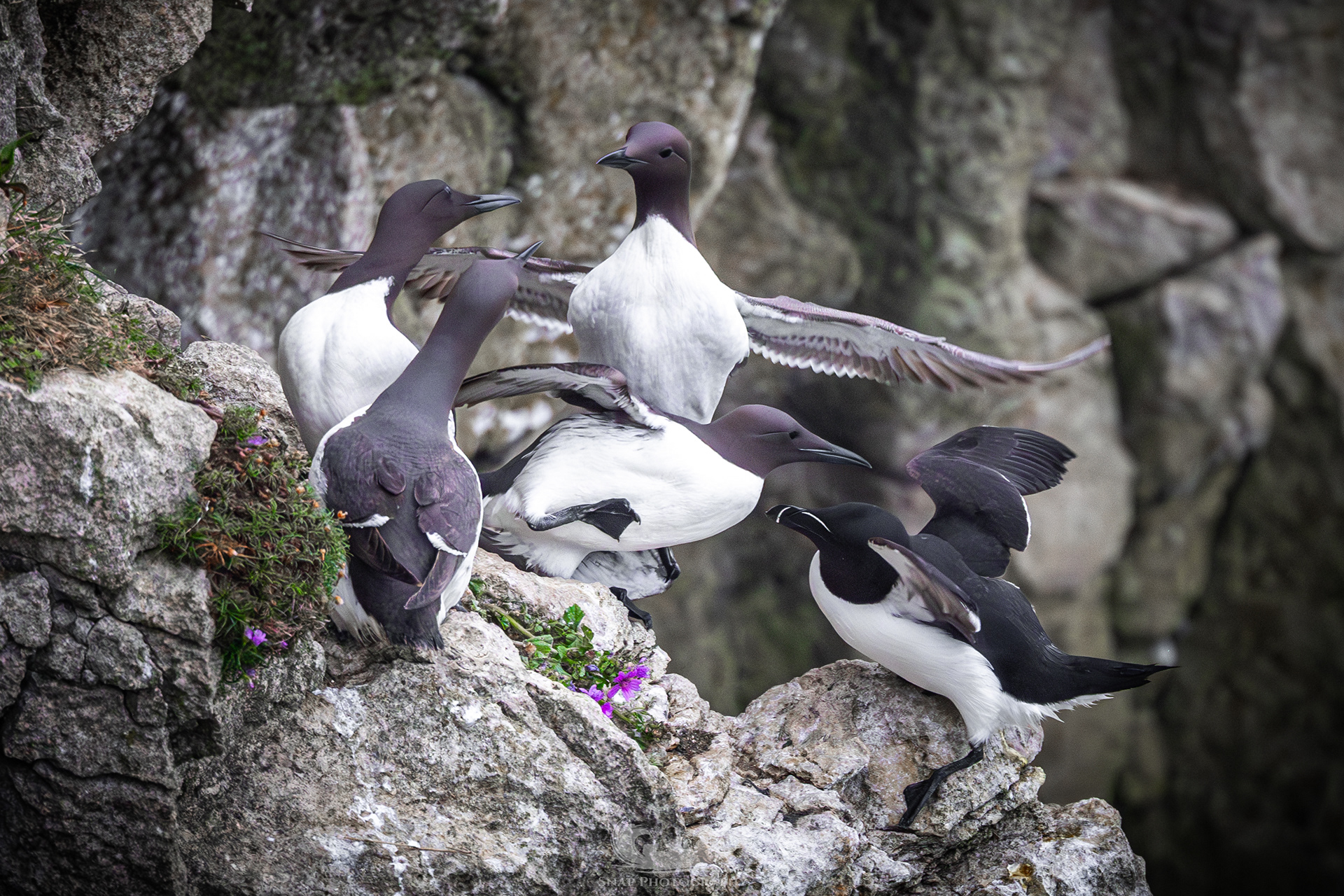 Guillemot's and a Razorbill