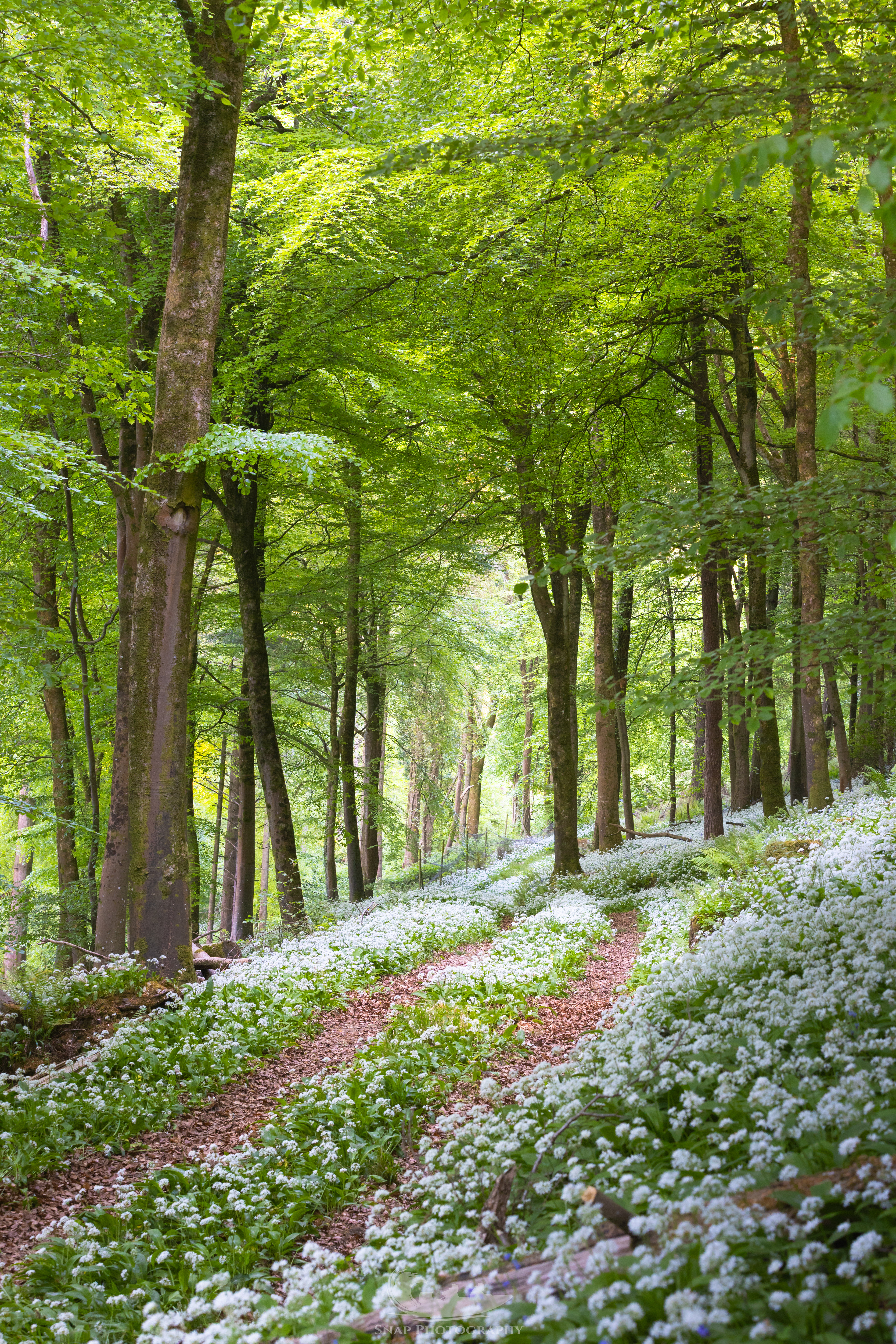 Wild Garlic Meadow