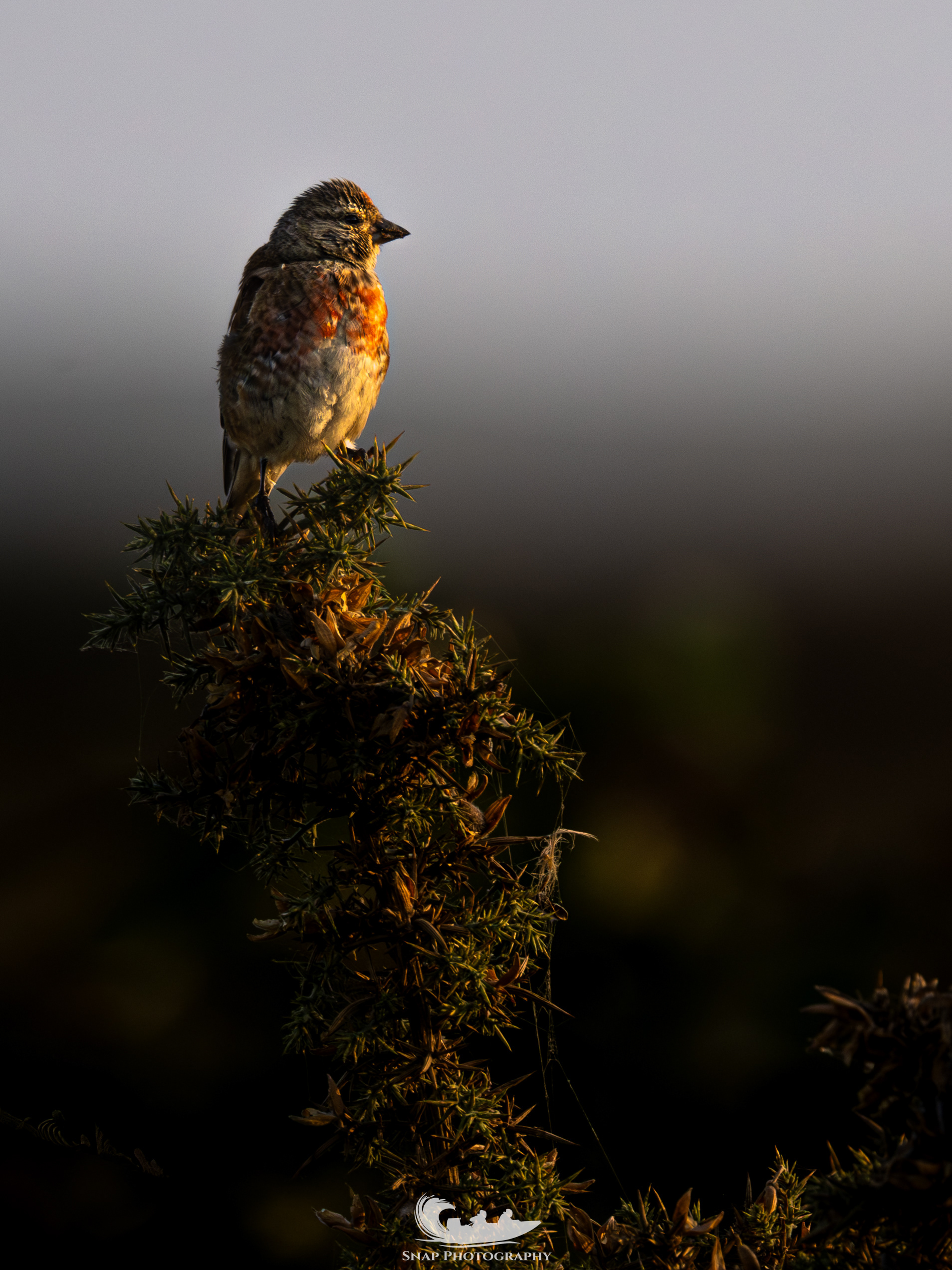 Linnet 