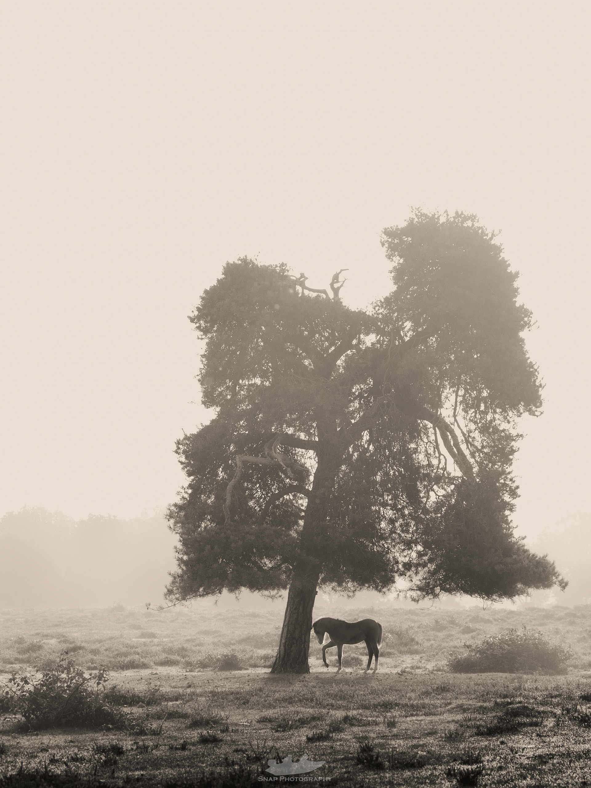 New Forest foal