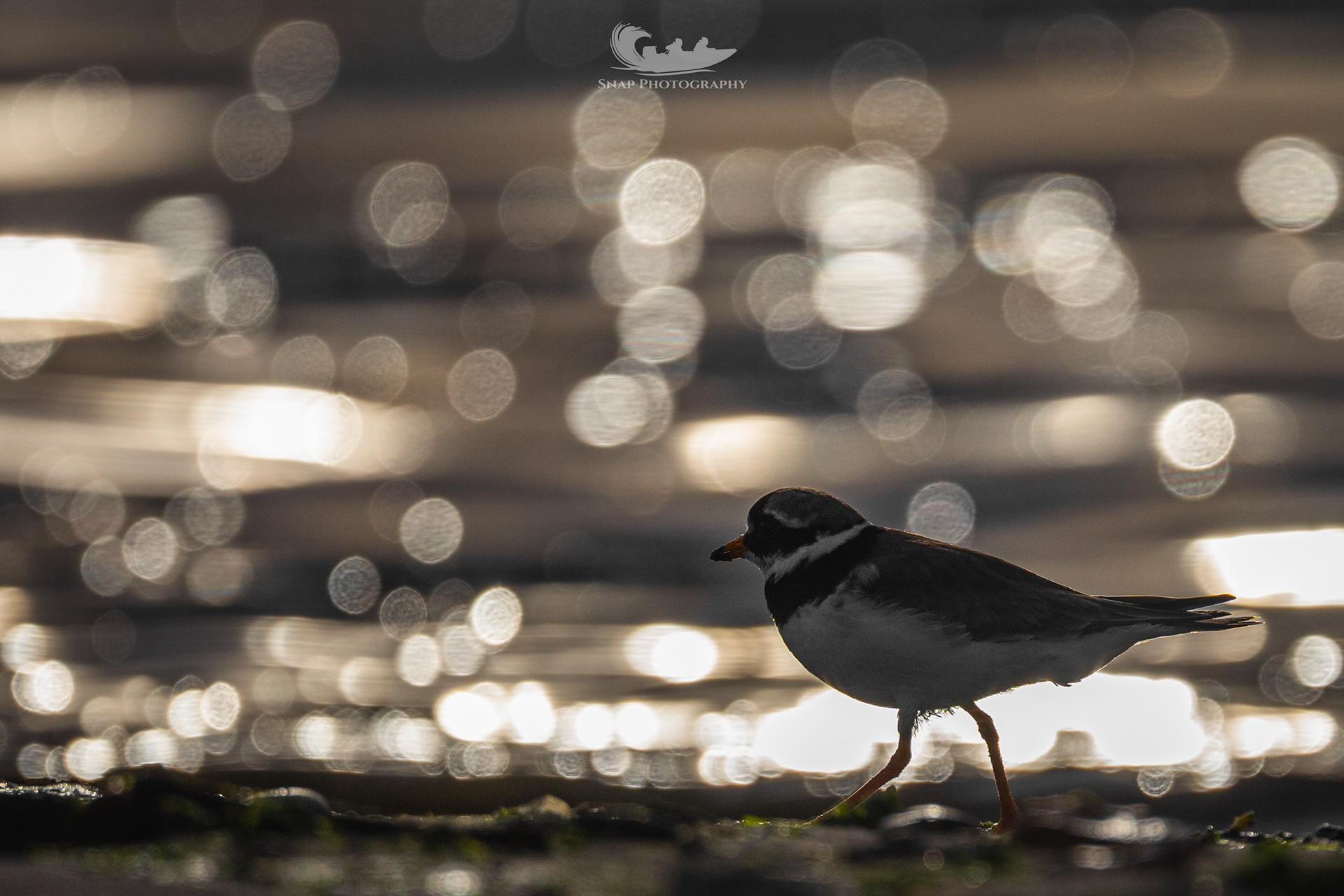 Ringed Plover