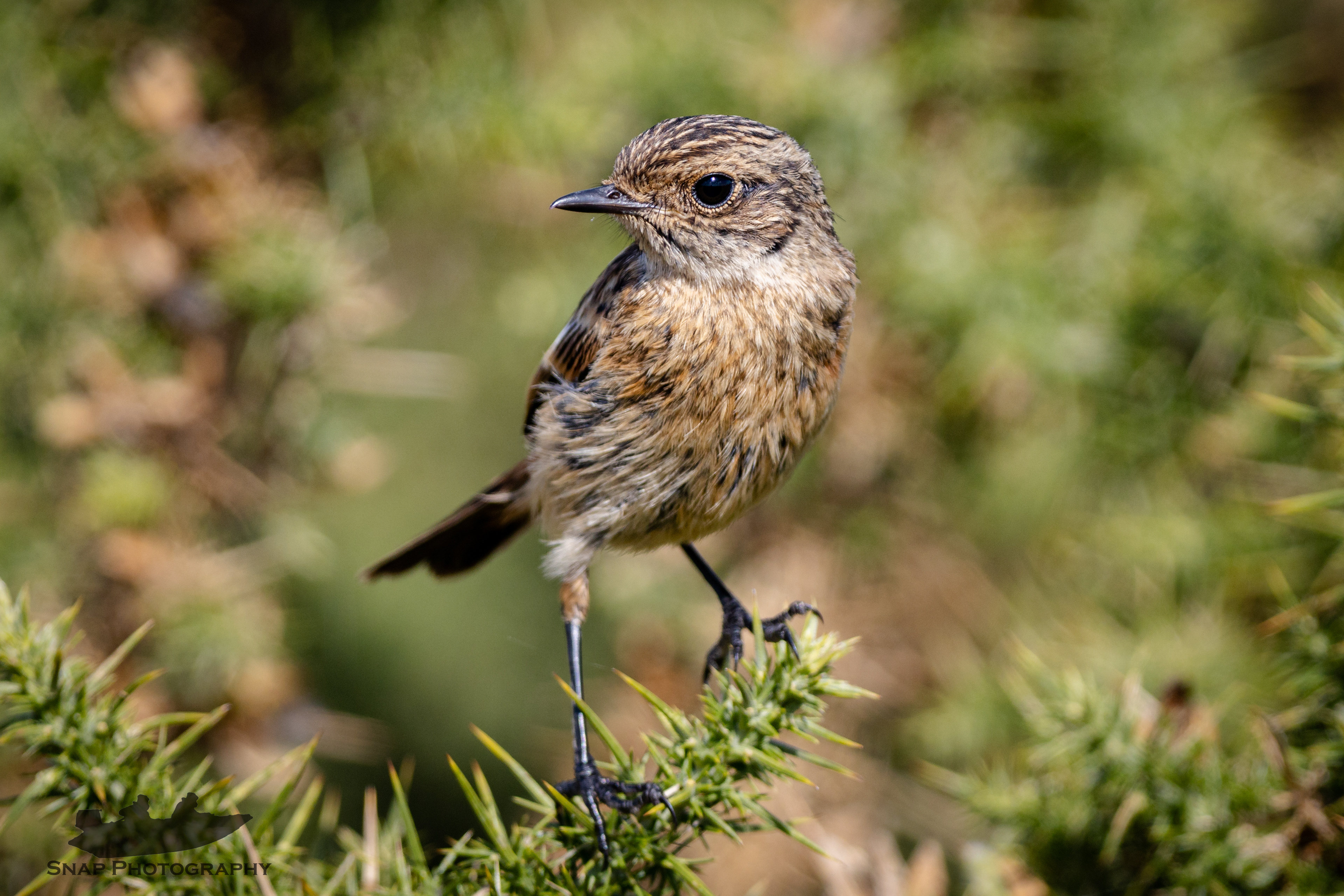 Stonechat
