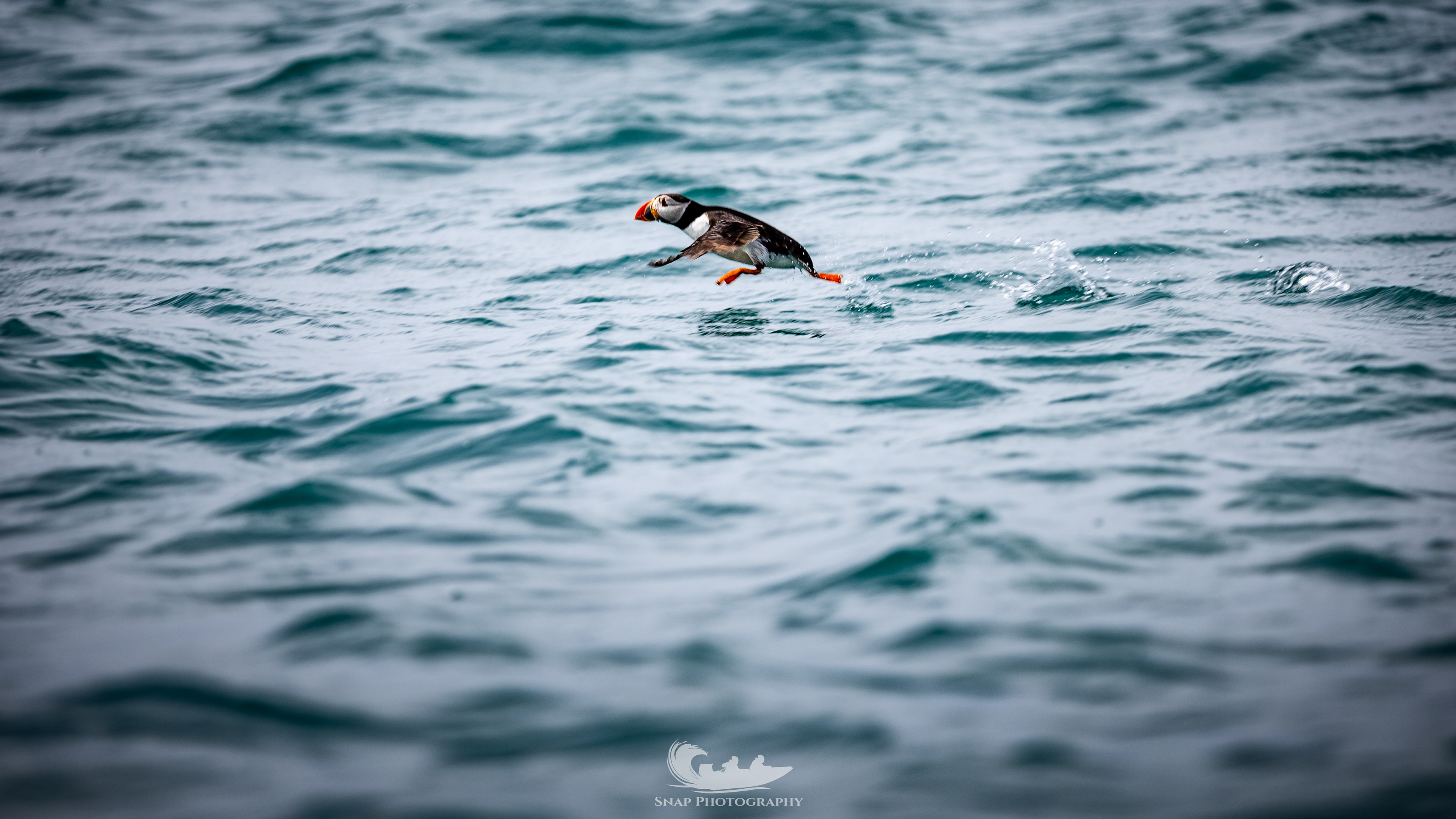 Skomer Island 