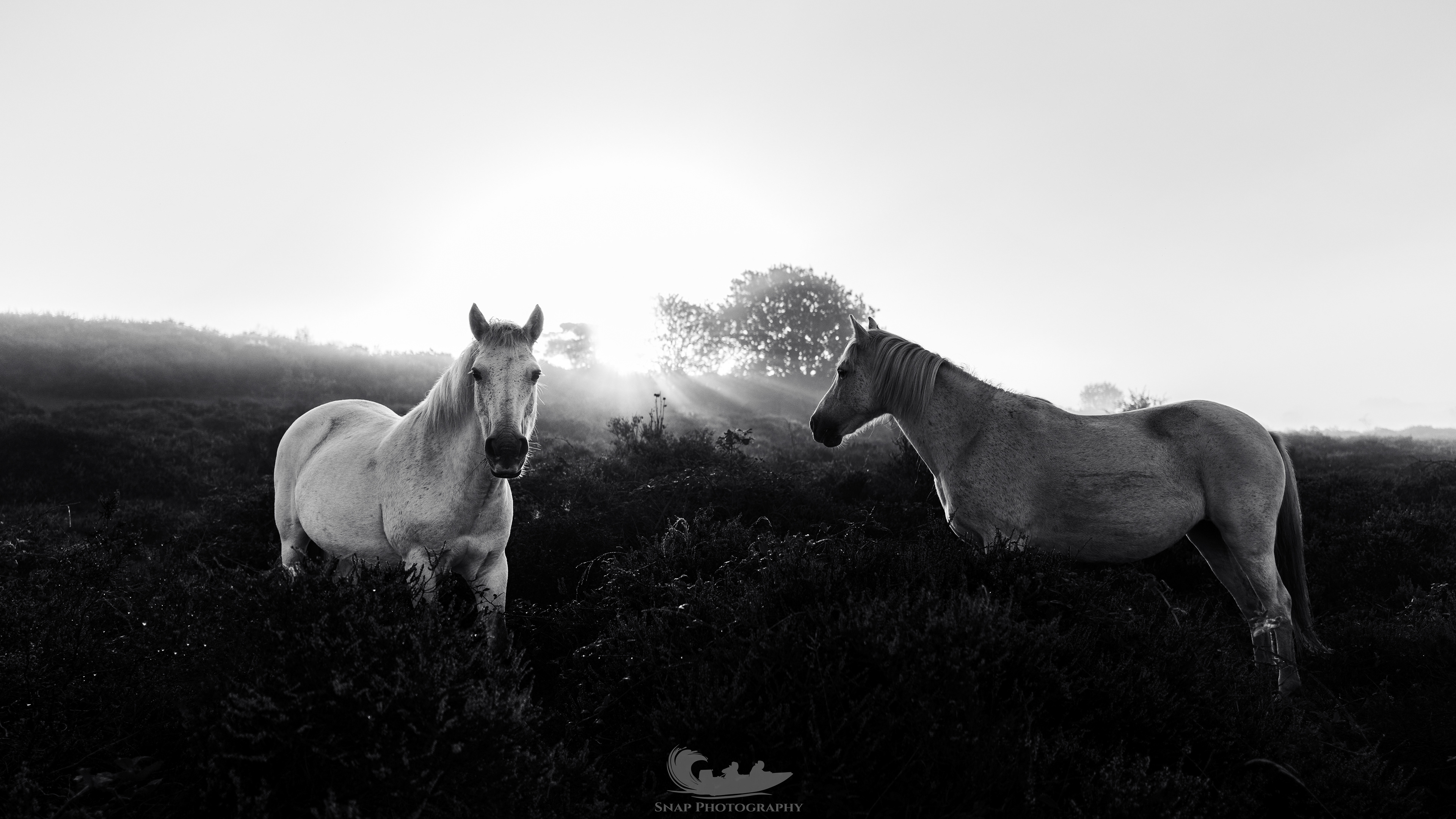 Misty New Forest