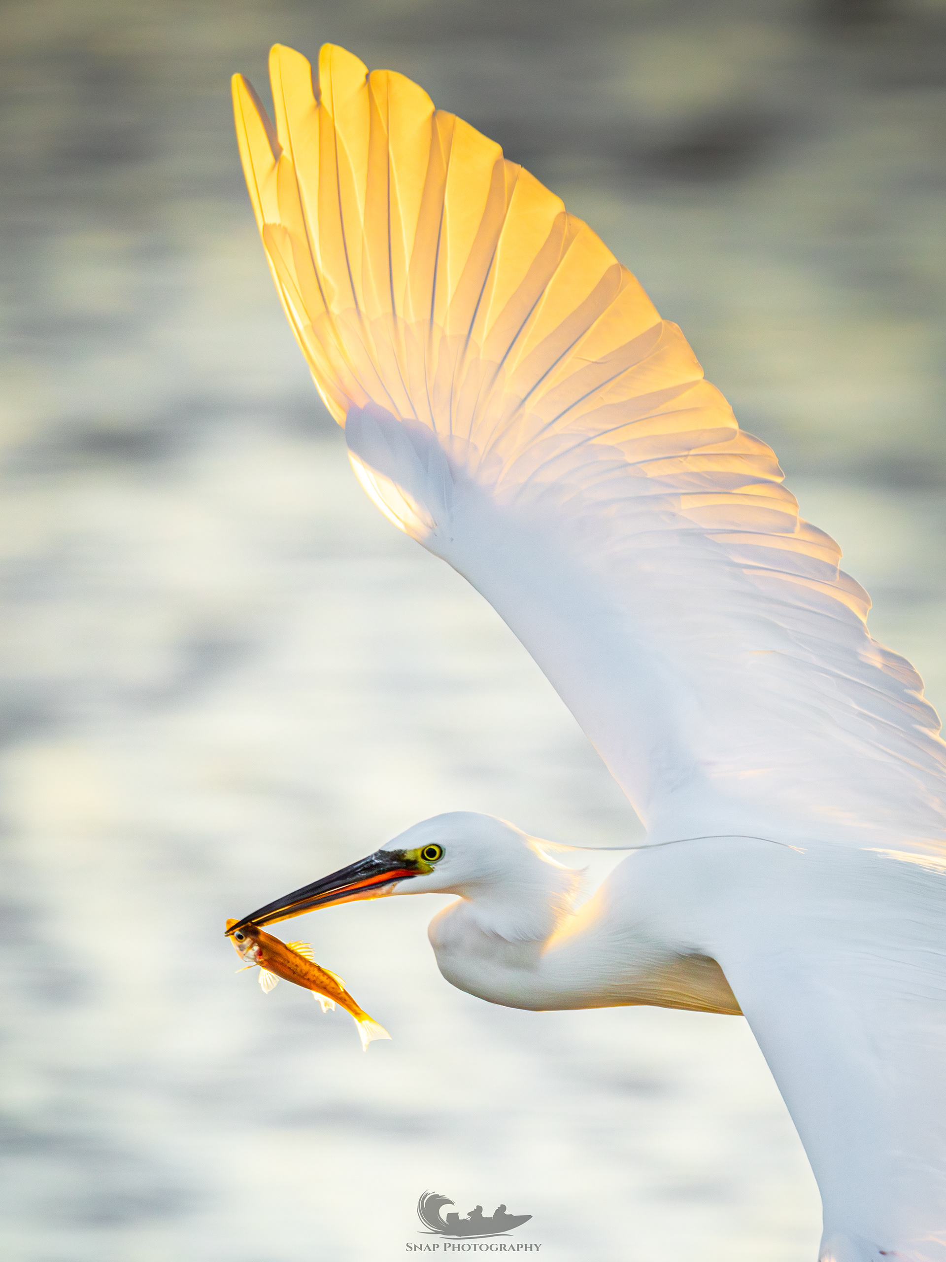 Egret with a fish dinner