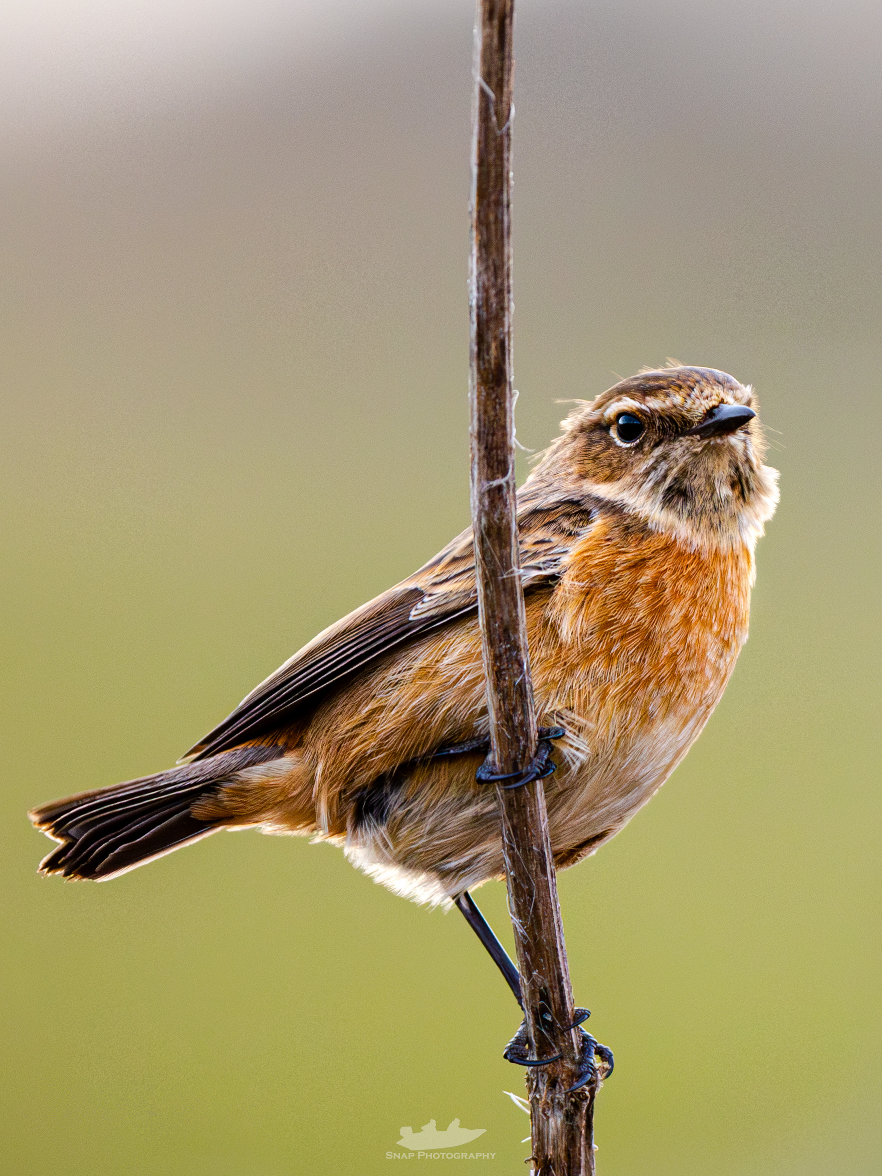 Stonechat