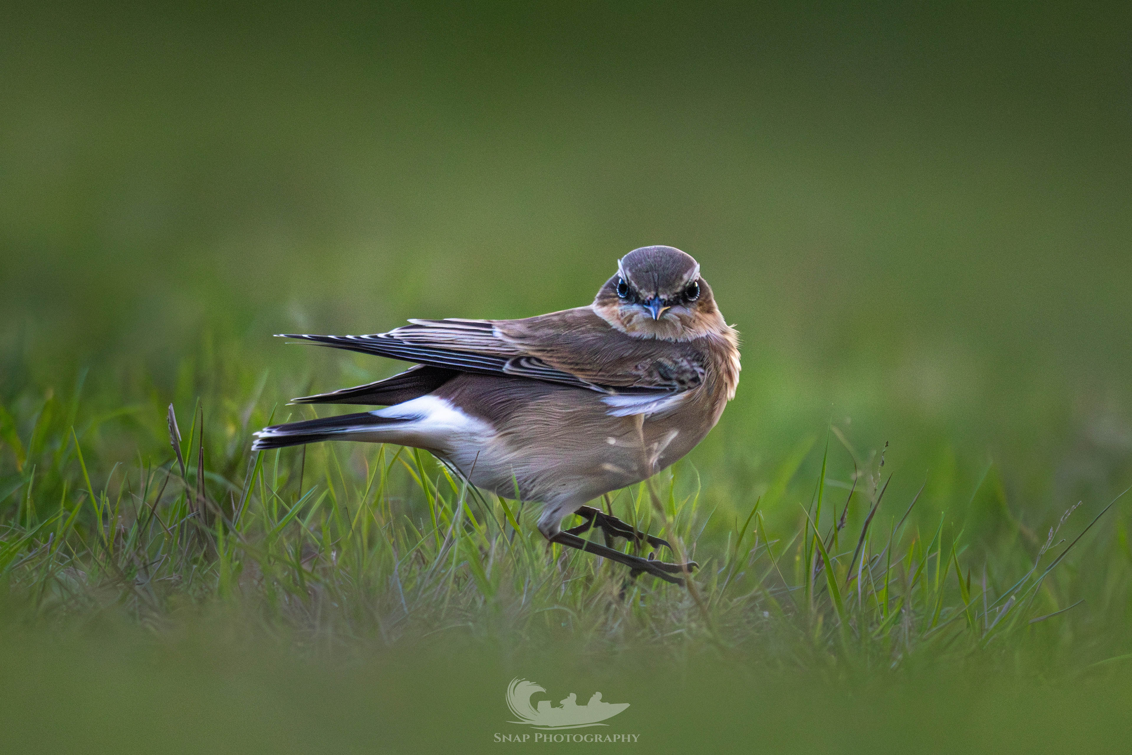 Wheatear